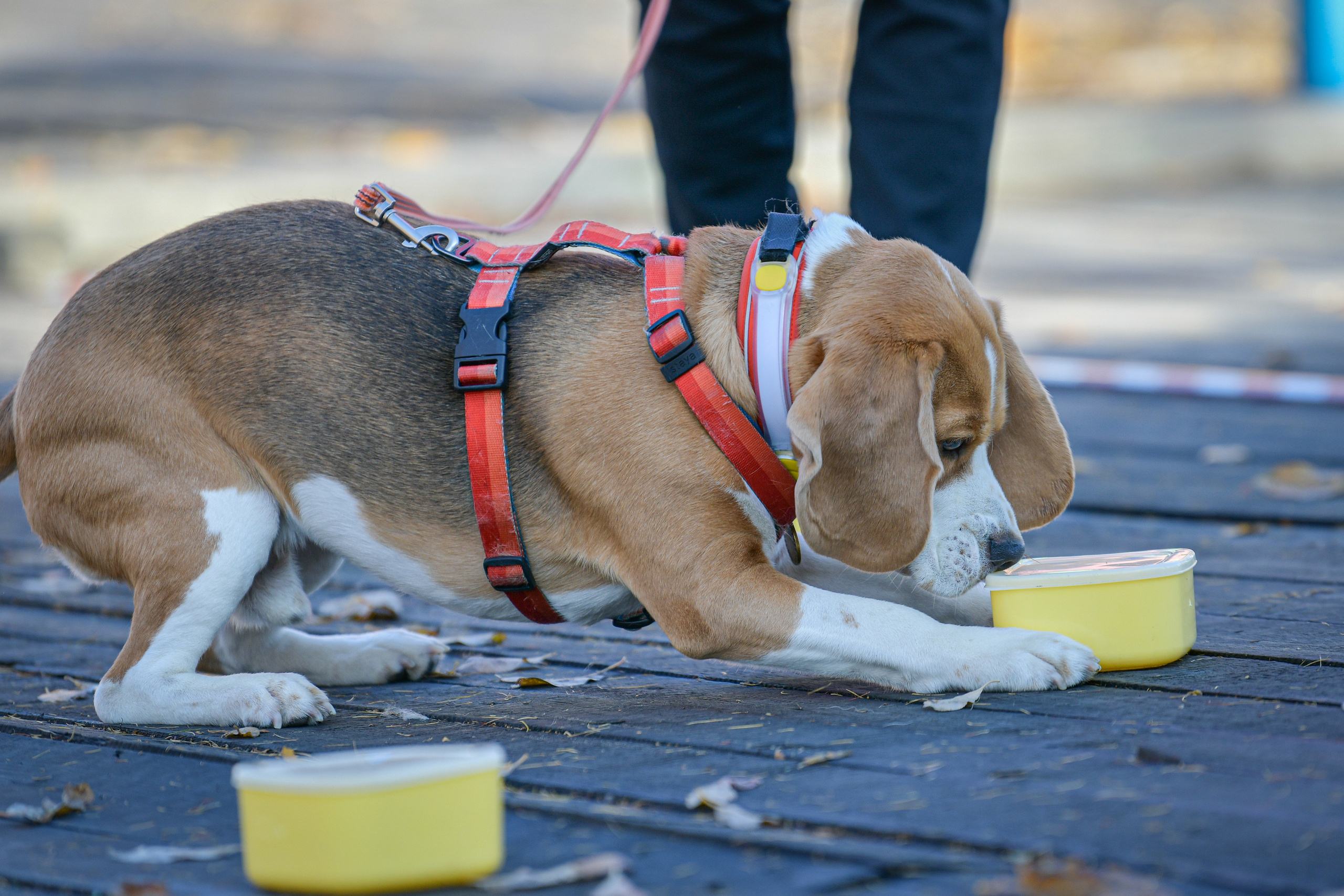 Ноузворк 17 сентября 2023. Свой взгляд через объектив