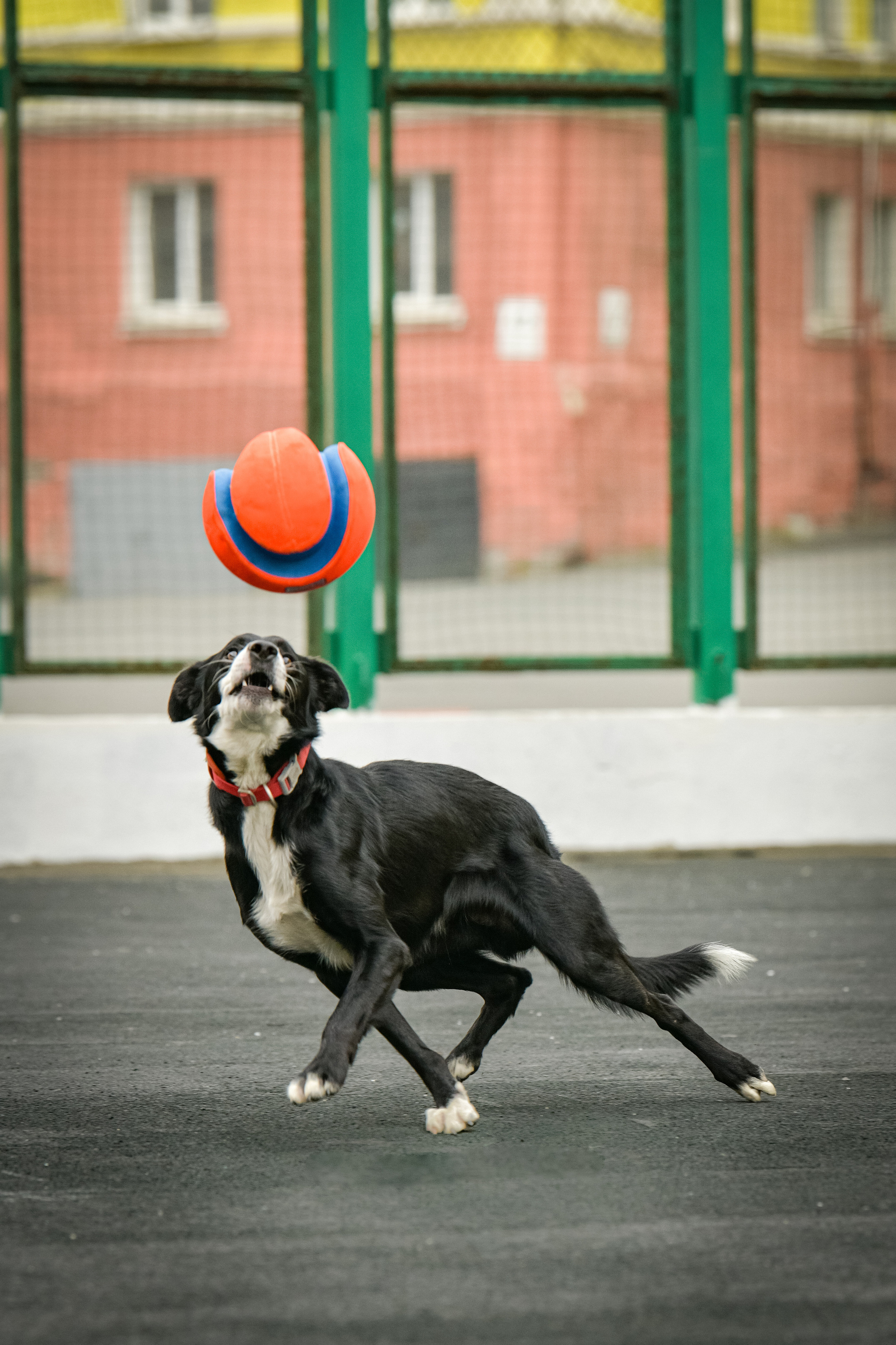 Бордер-колли Семён. Свой взгляд через объектив