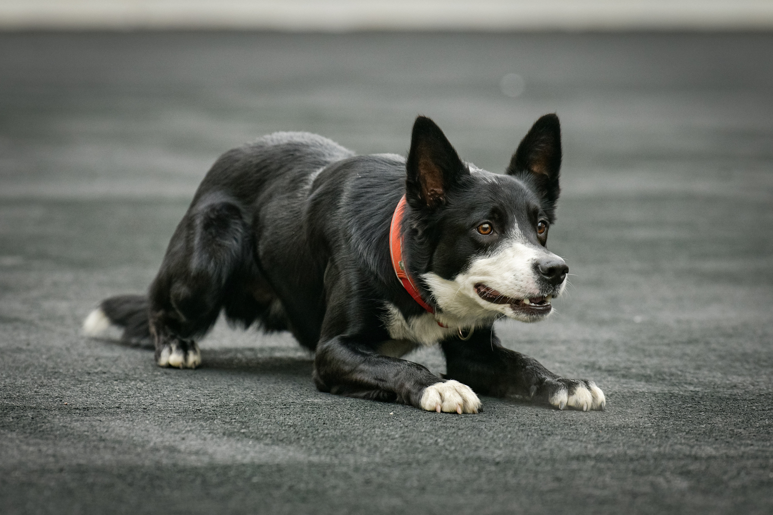 Бордер-колли Семён. Свой взгляд через объектив