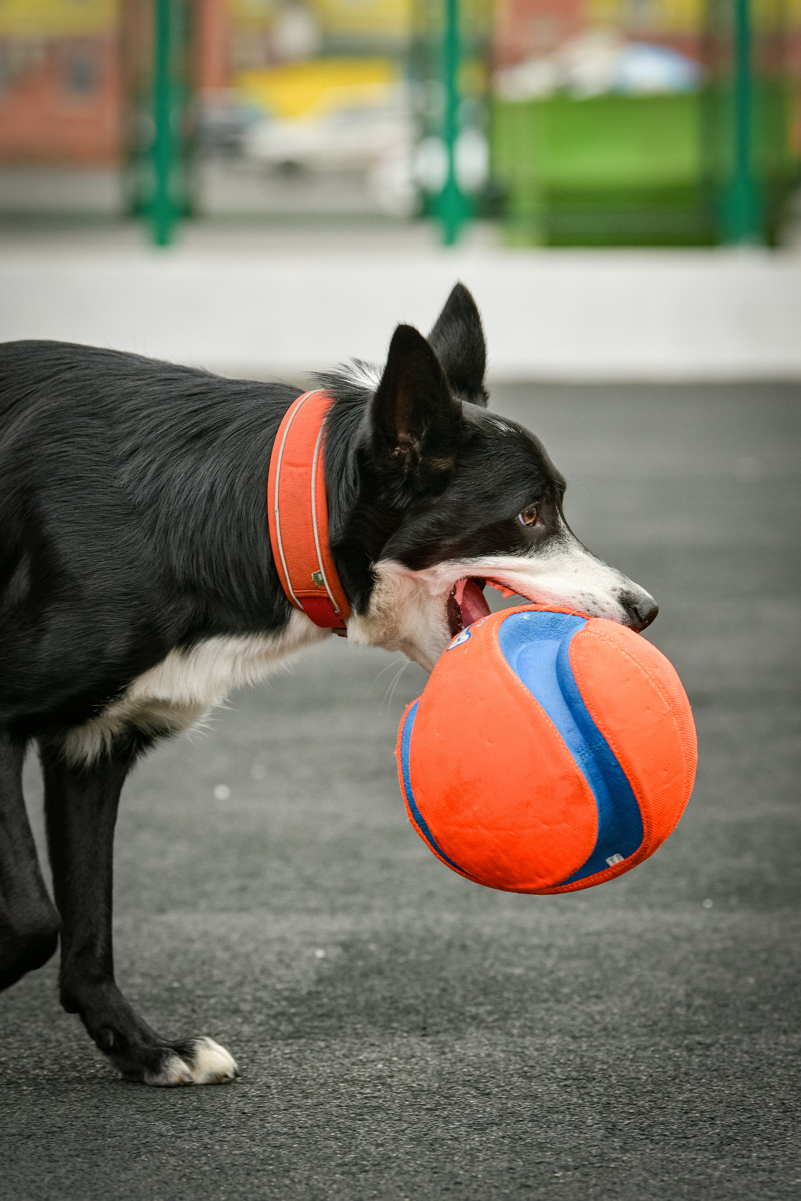 Бордер-колли Семён. Свой взгляд через объектив