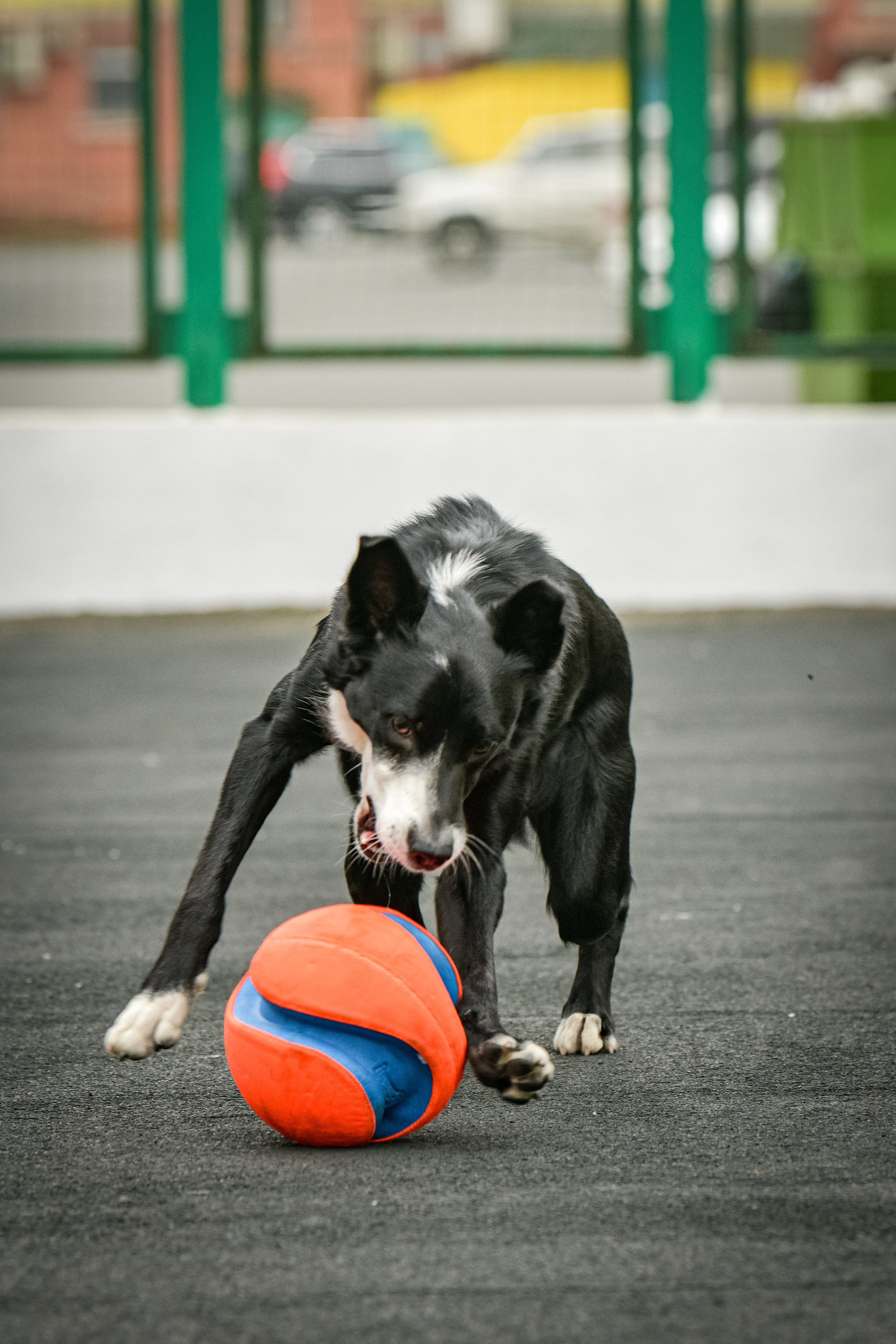 Бордер-колли Семён. Свой взгляд через объектив