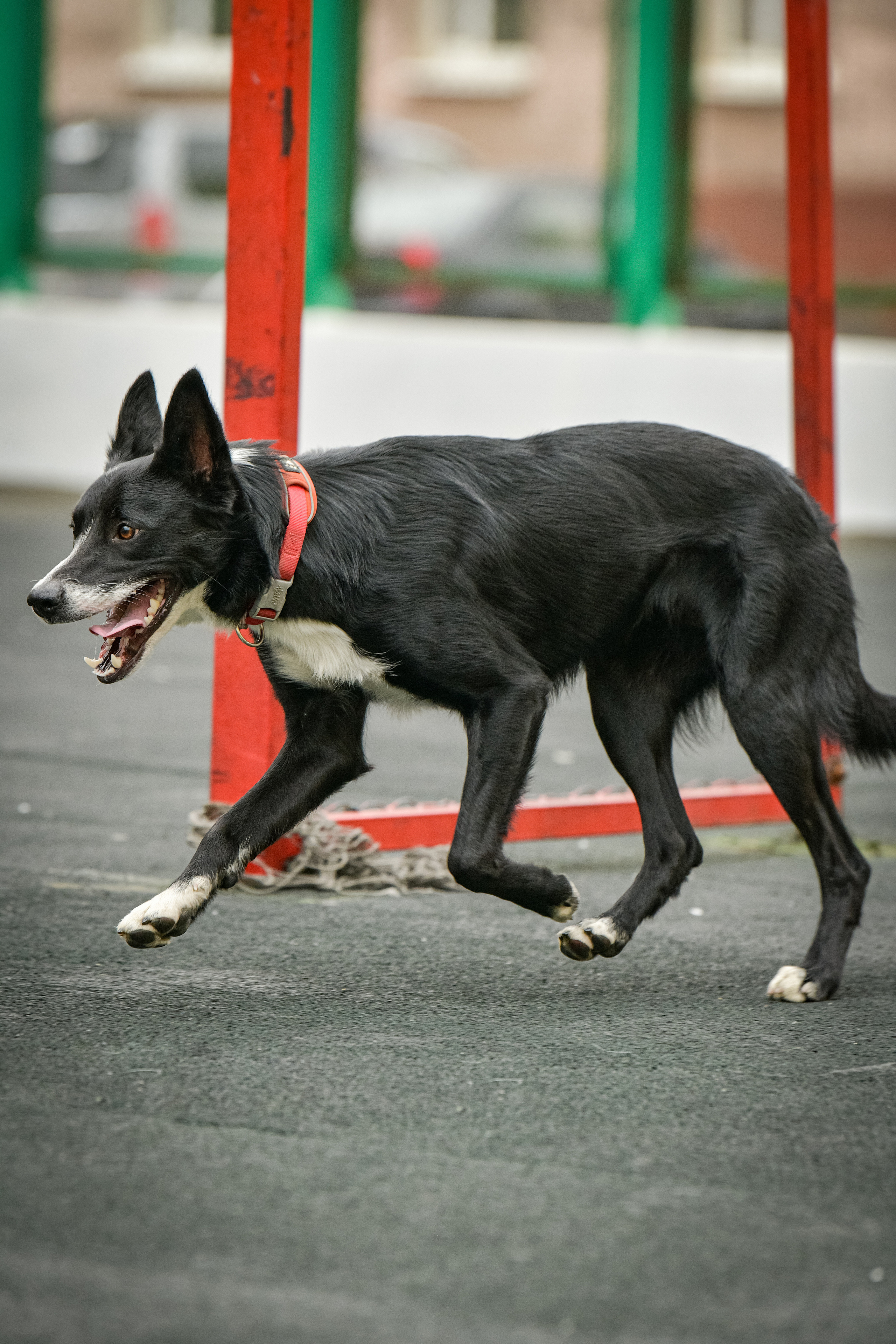 Бордер-колли Семён. Свой взгляд через объектив