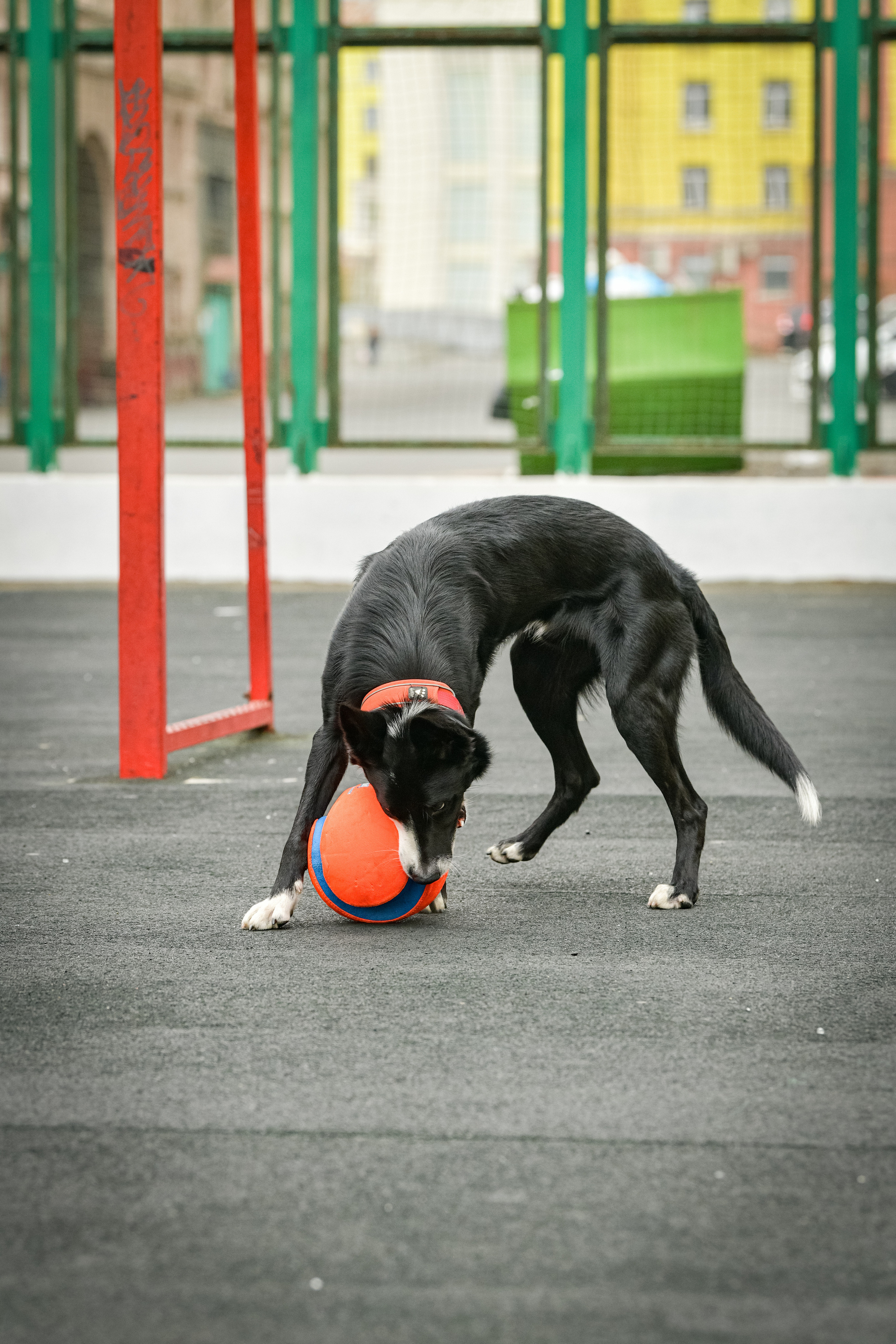 Бордер-колли Семён. Свой взгляд через объектив