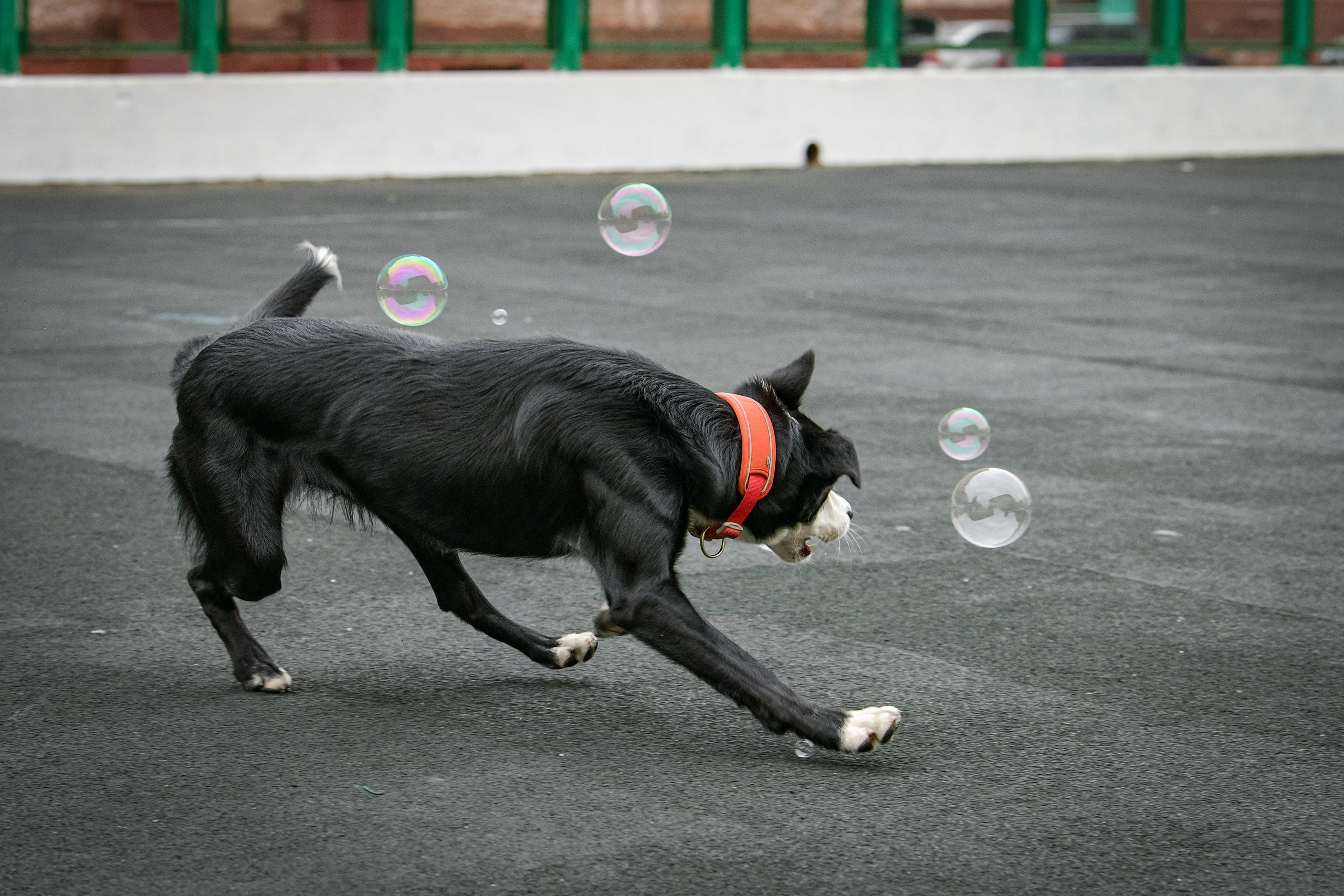 Бордер-колли Семён. Свой взгляд через объектив