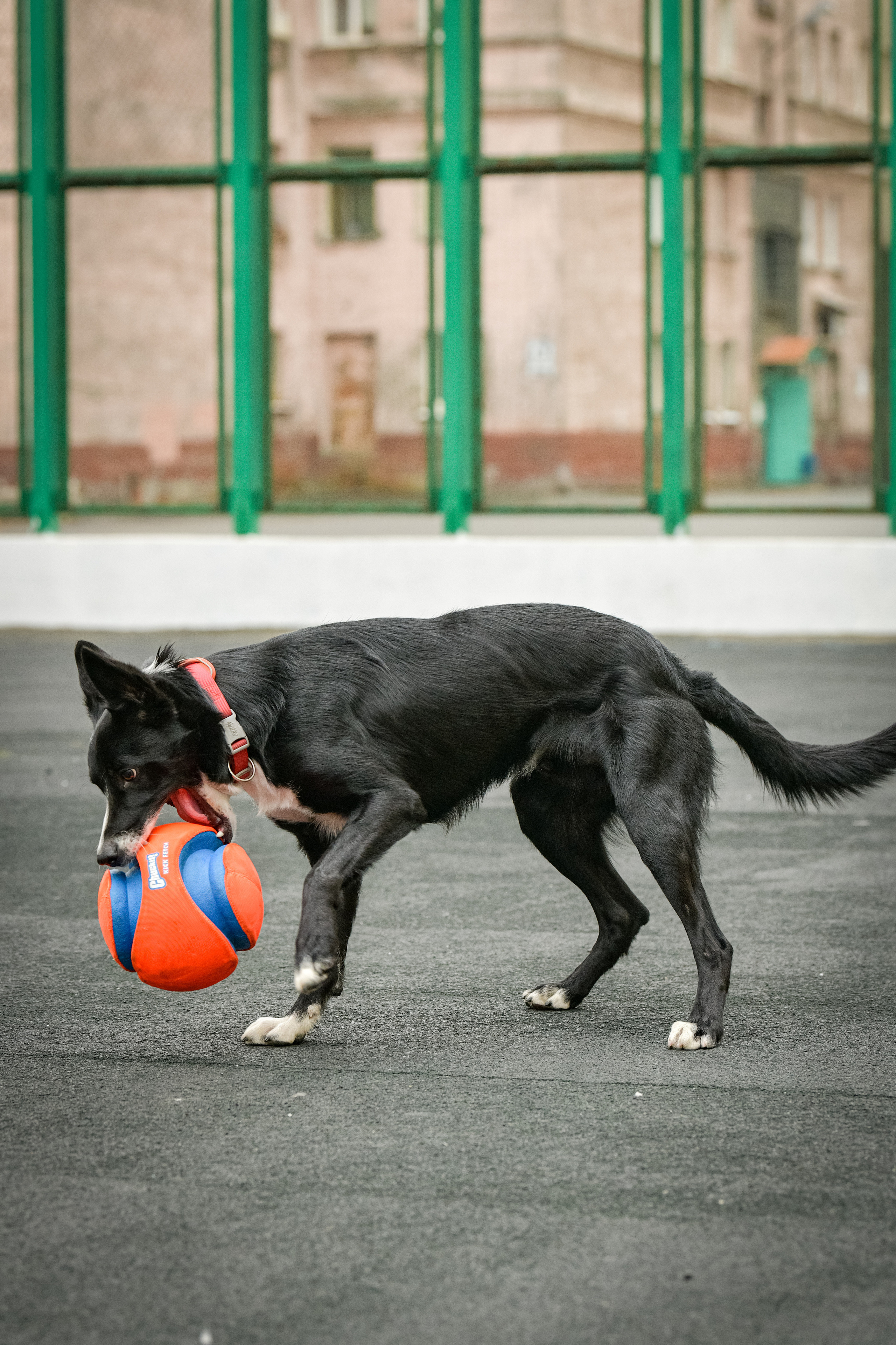 Бордер-колли Семён. Свой взгляд через объектив