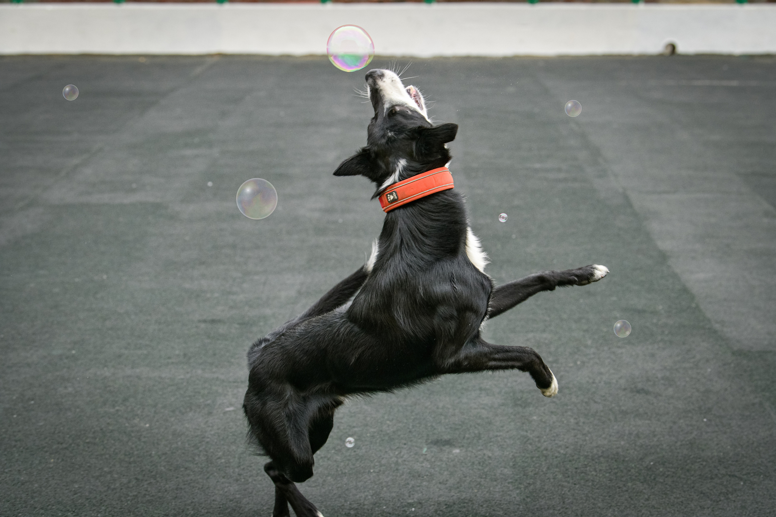 Бордер-колли Семён. Свой взгляд через объектив