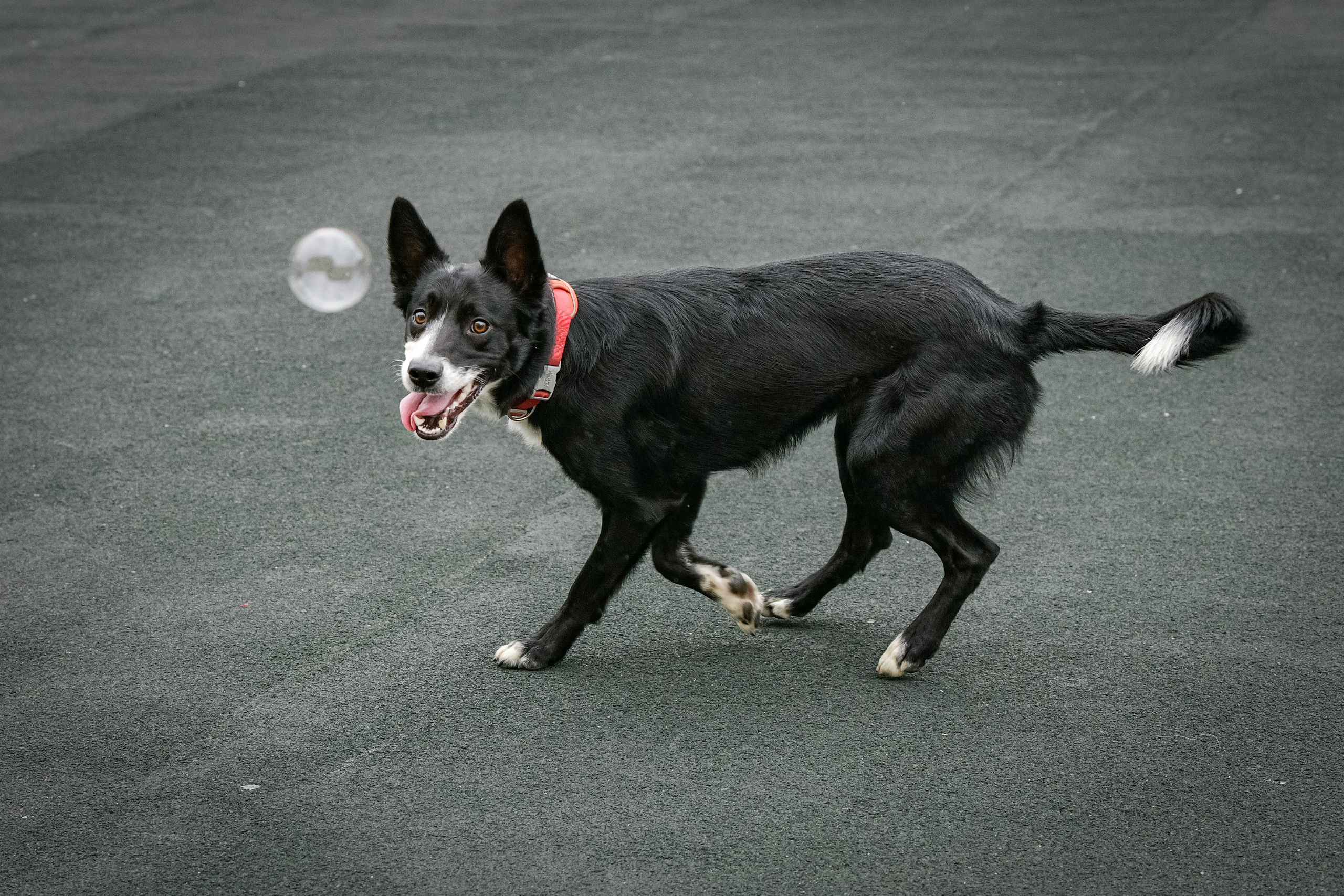 Бордер-колли Семён. Свой взгляд через объектив