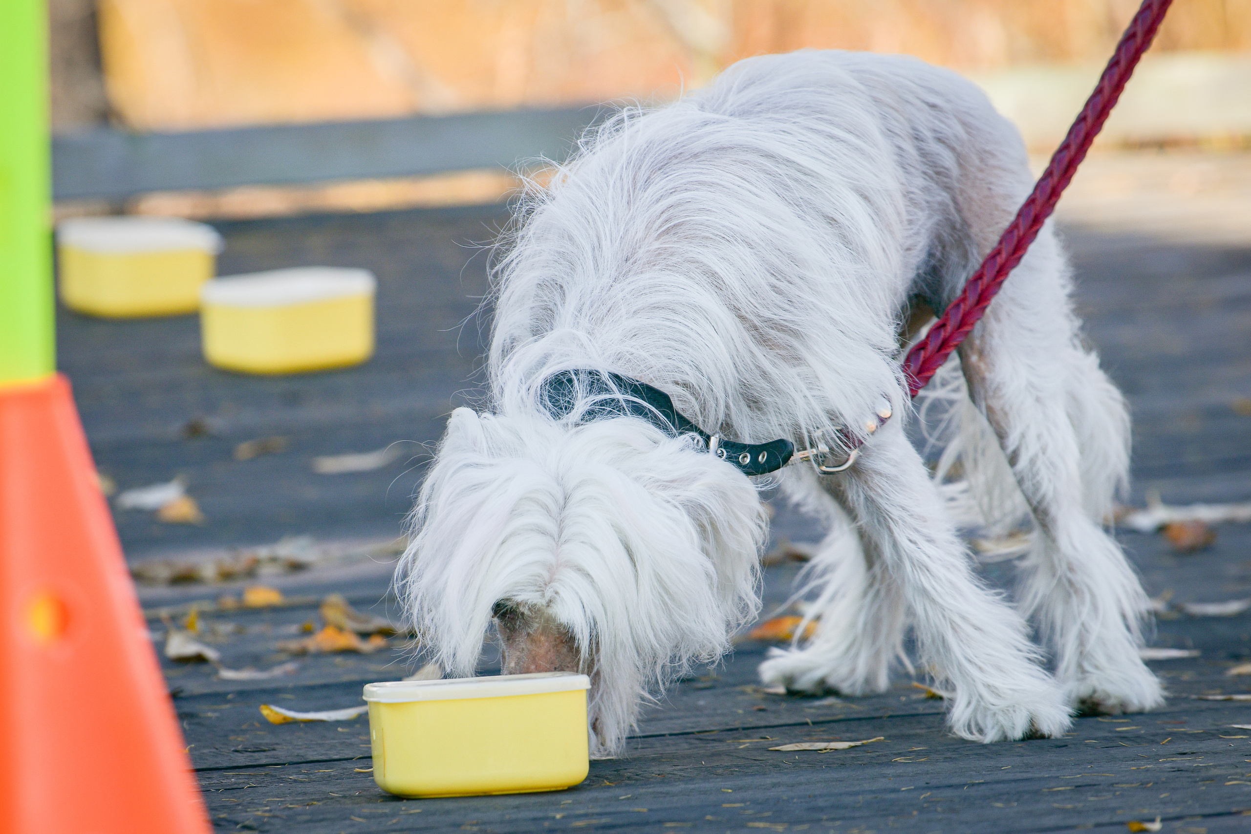 Ноузворк 17 сентября 2023. Свой взгляд через объектив