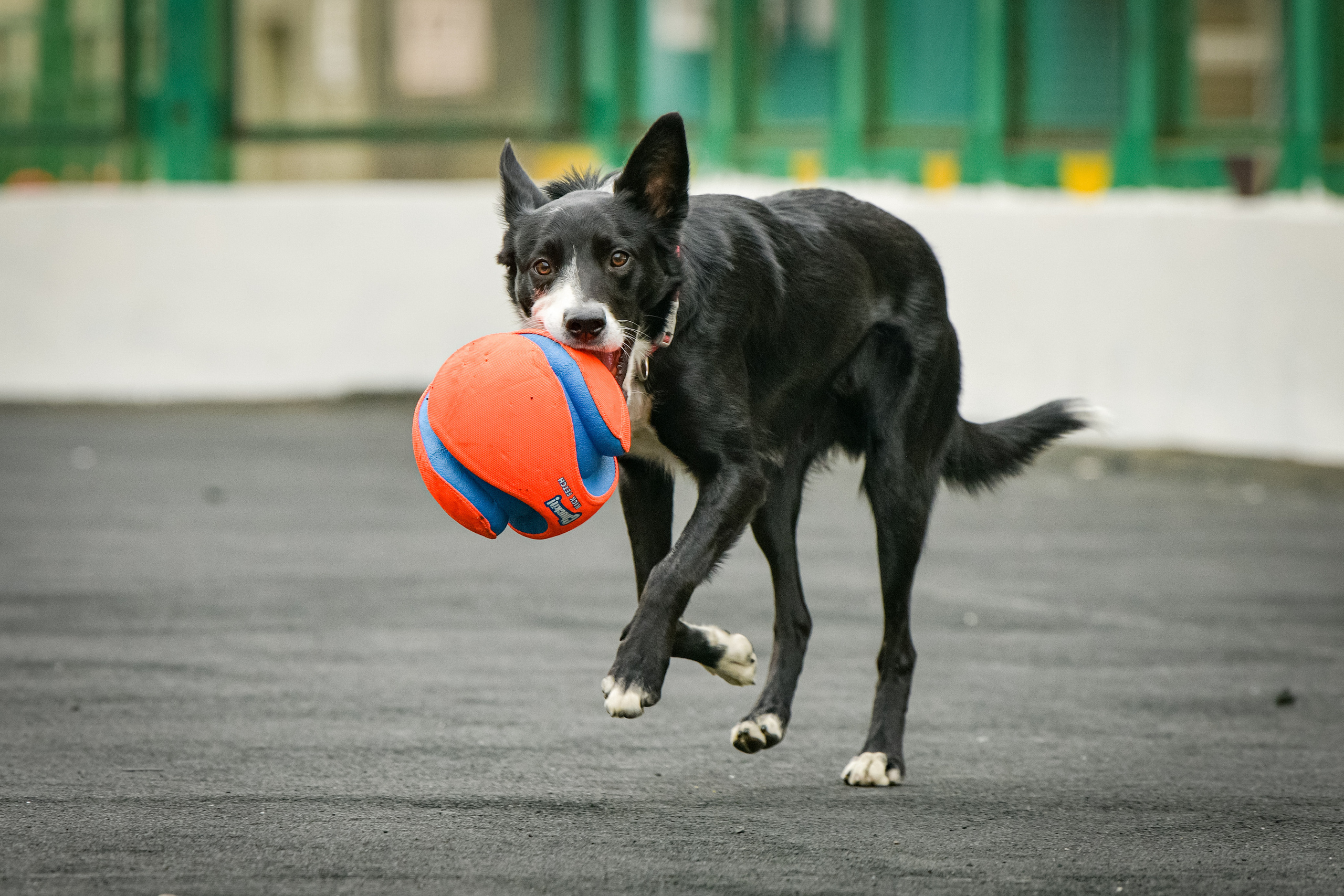 Бордер-колли Семён. Свой взгляд через объектив