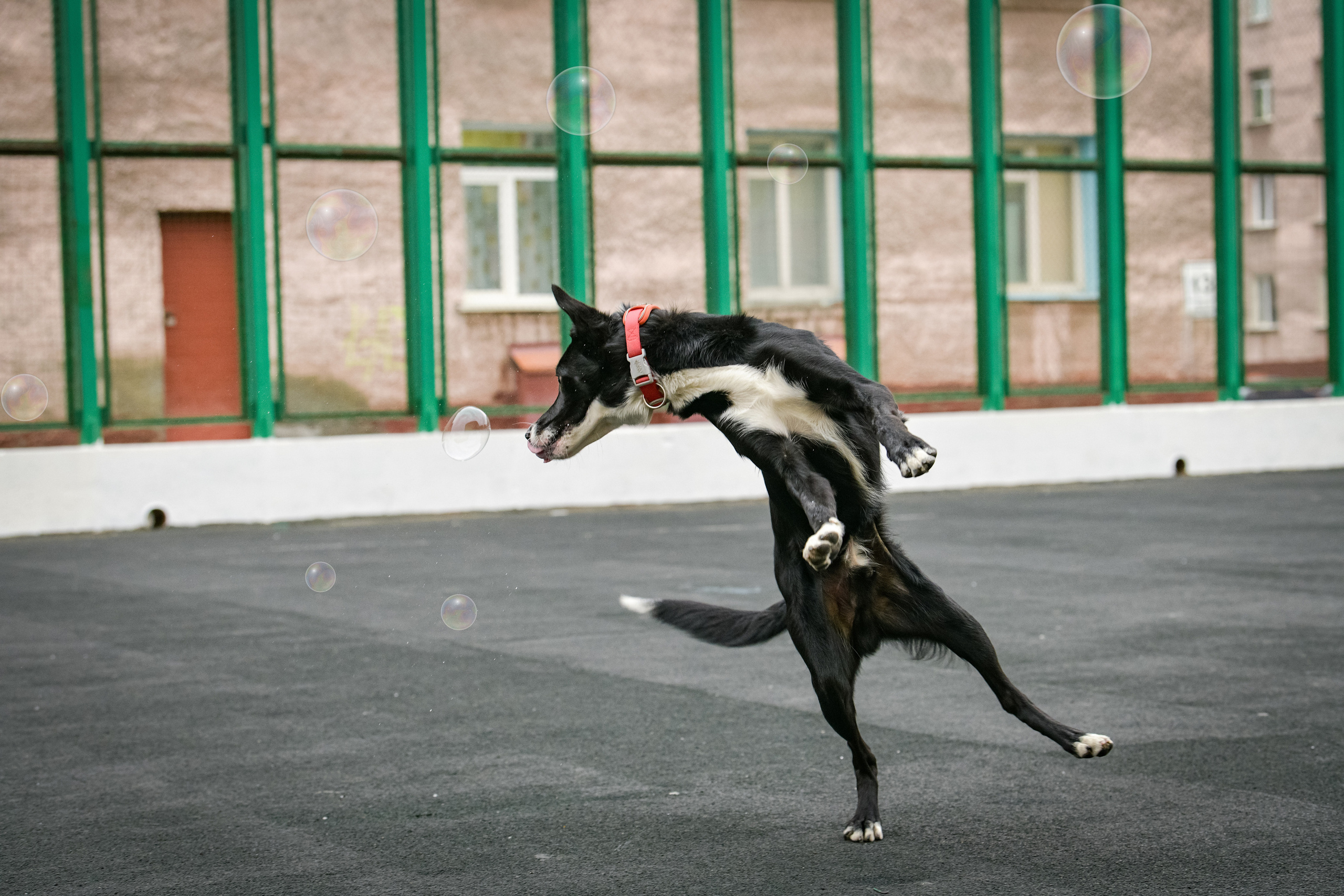 Бордер-колли Семён. Свой взгляд через объектив