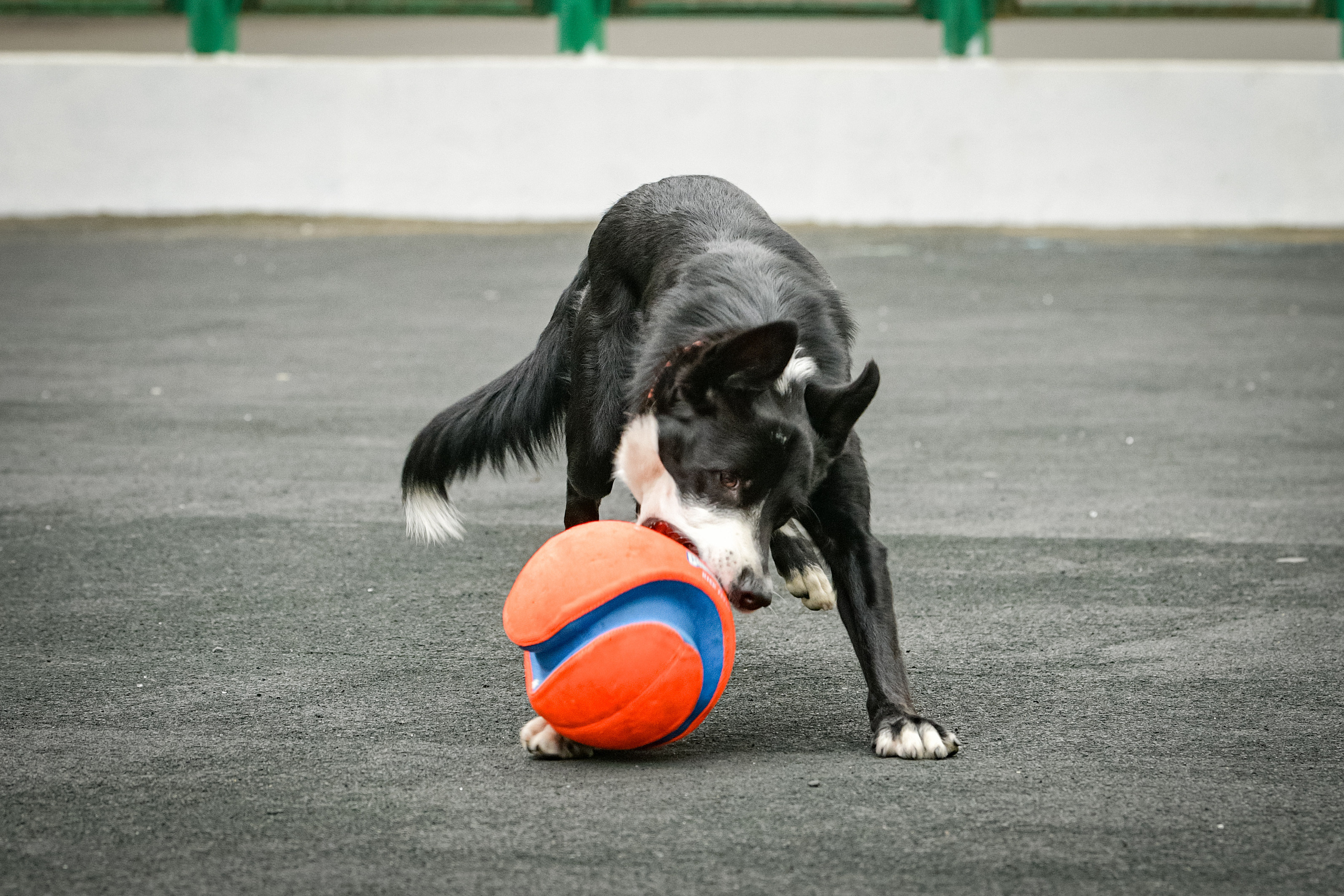 Бордер-колли Семён. Свой взгляд через объектив