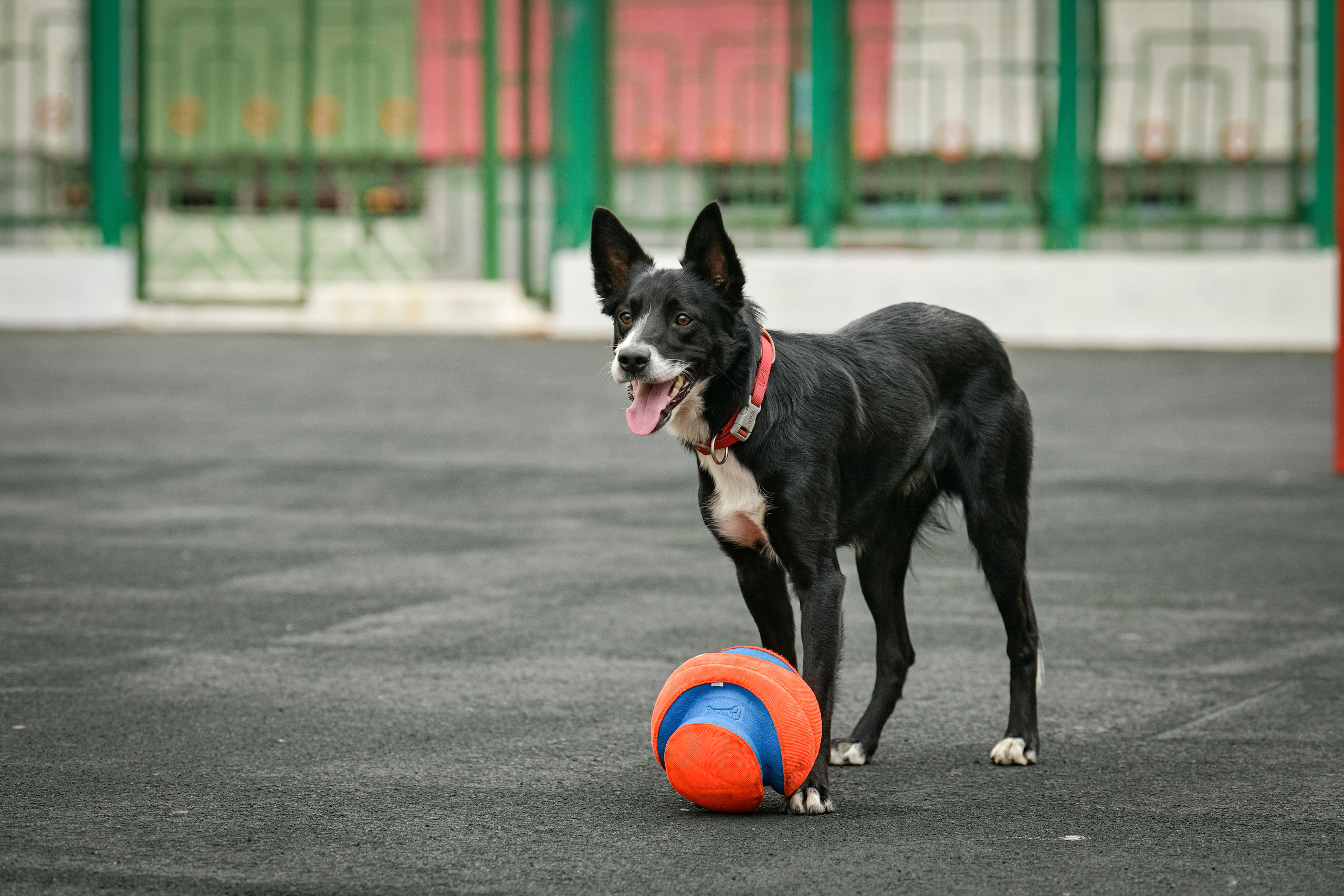 Бордер-колли Семён. Свой взгляд через объектив