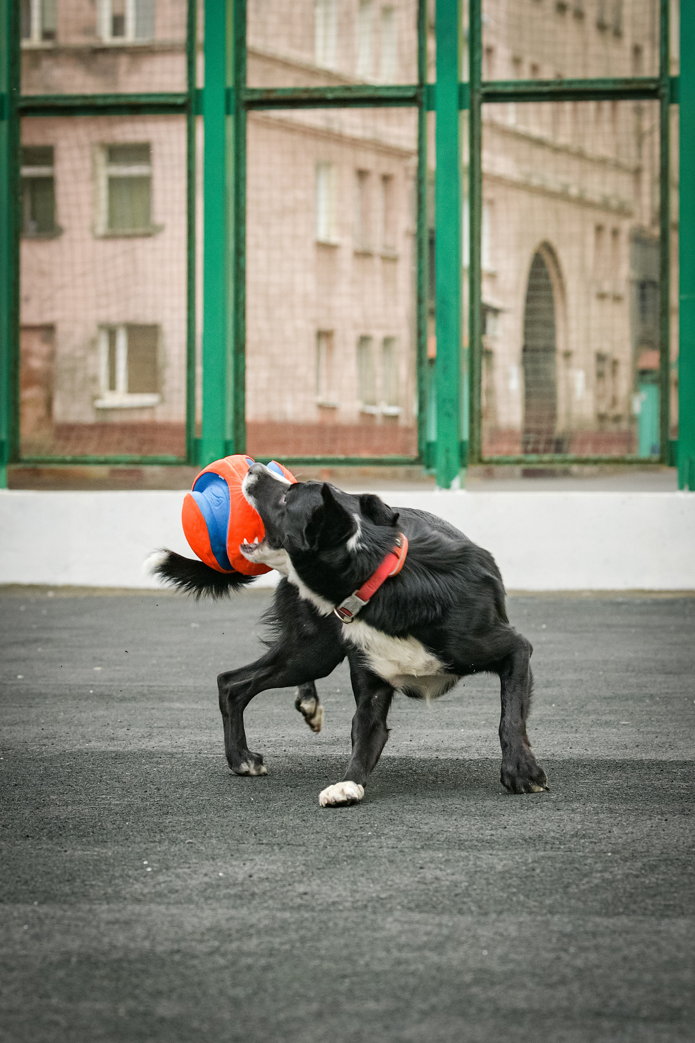Бордер-колли Семён. Свой взгляд через объектив