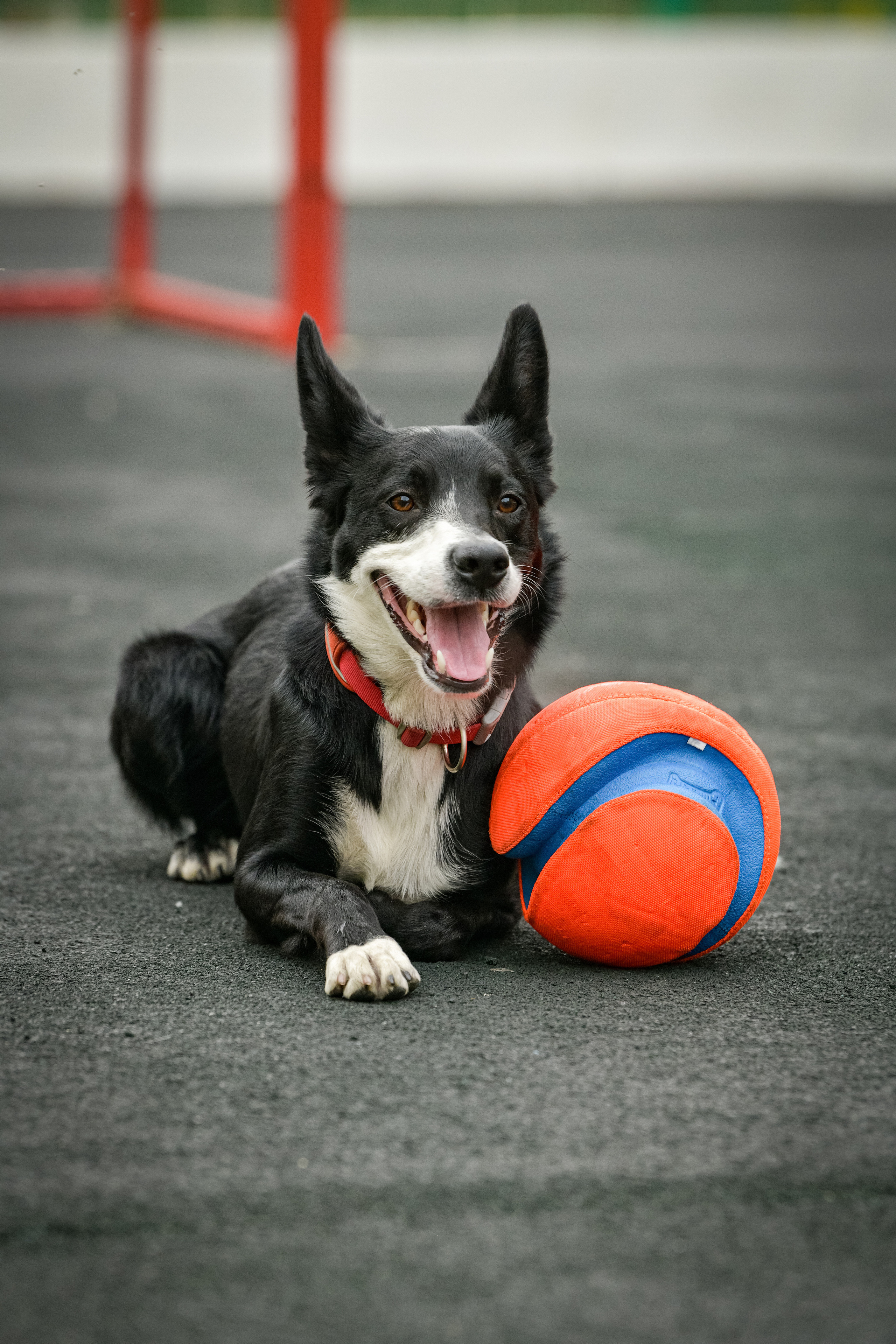 Бордер-колли Семён. Свой взгляд через объектив