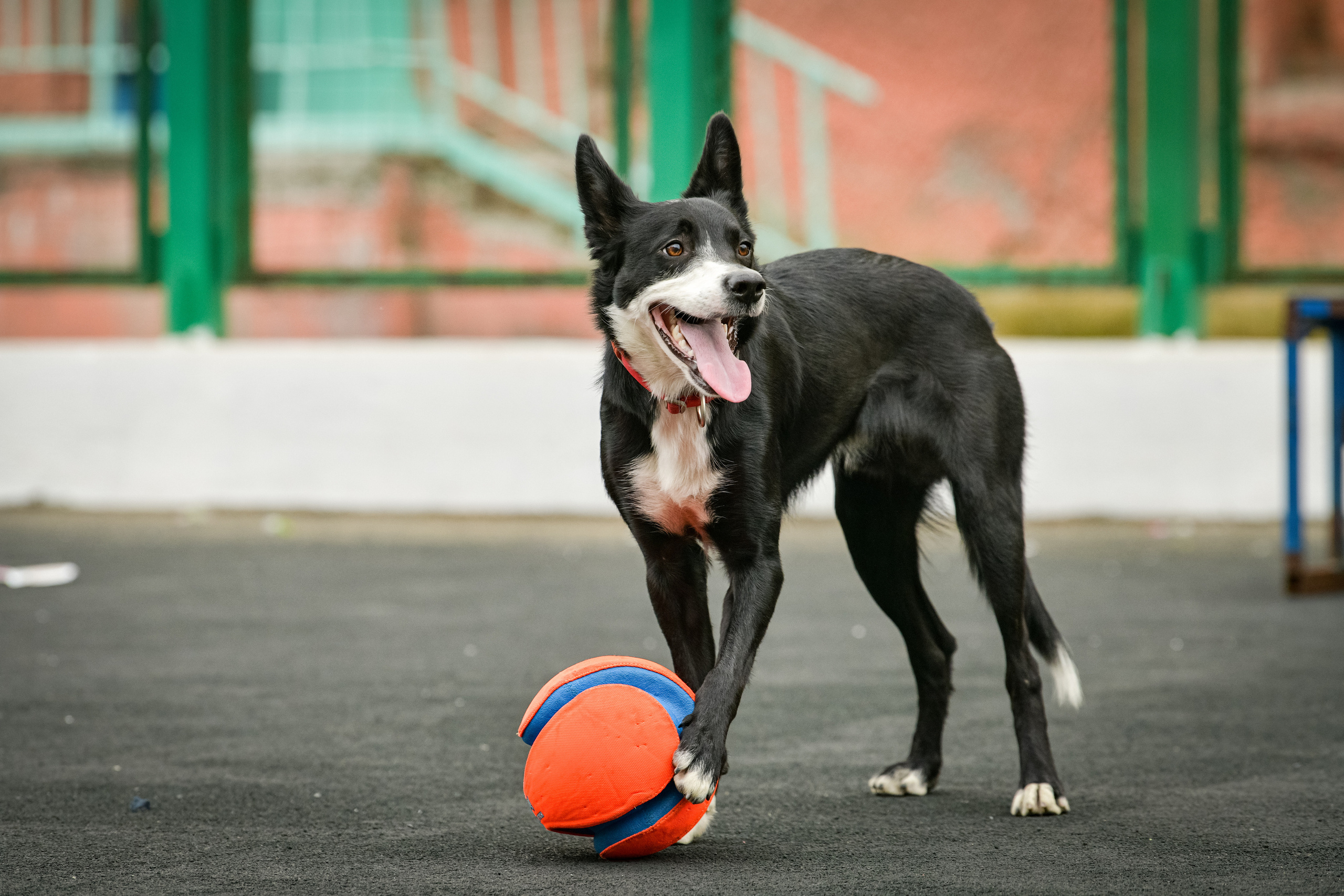 Бордер-колли Семён. Свой взгляд через объектив
