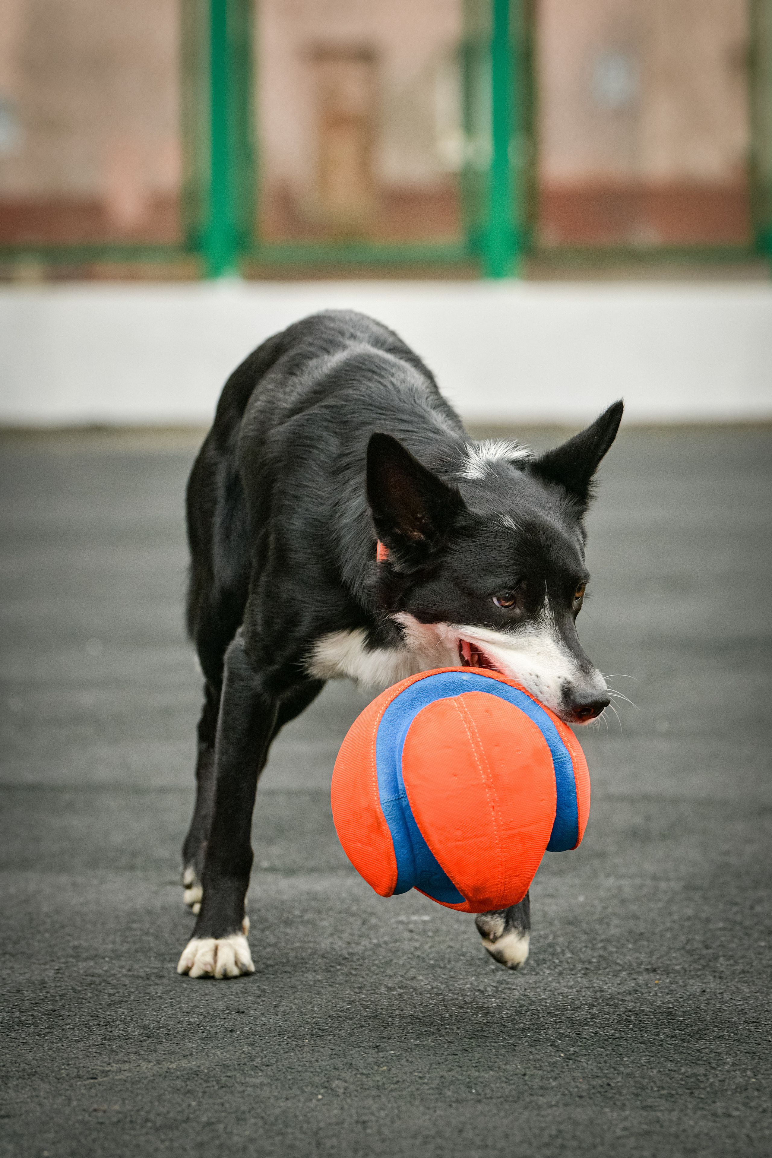 Бордер-колли Семён. Свой взгляд через объектив