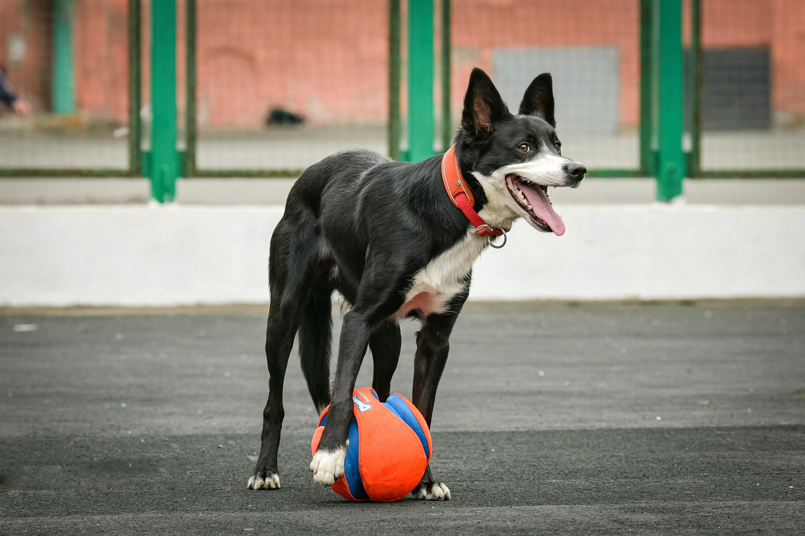 Бордер-колли Семён. Свой взгляд через объектив