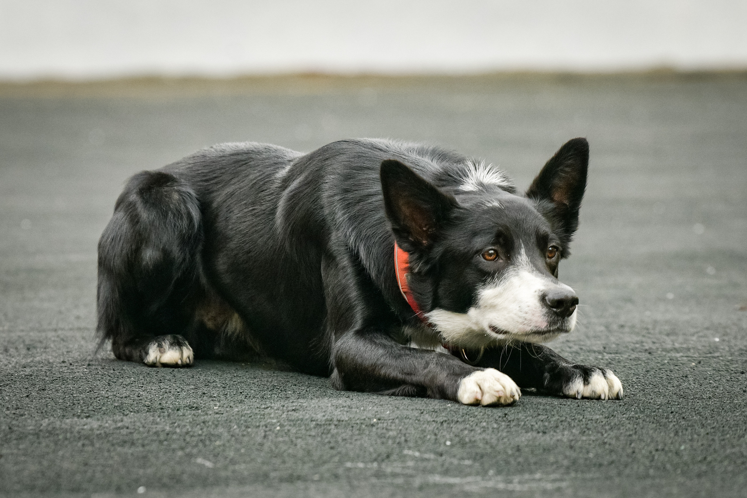 Бордер-колли Семён. Свой взгляд через объектив