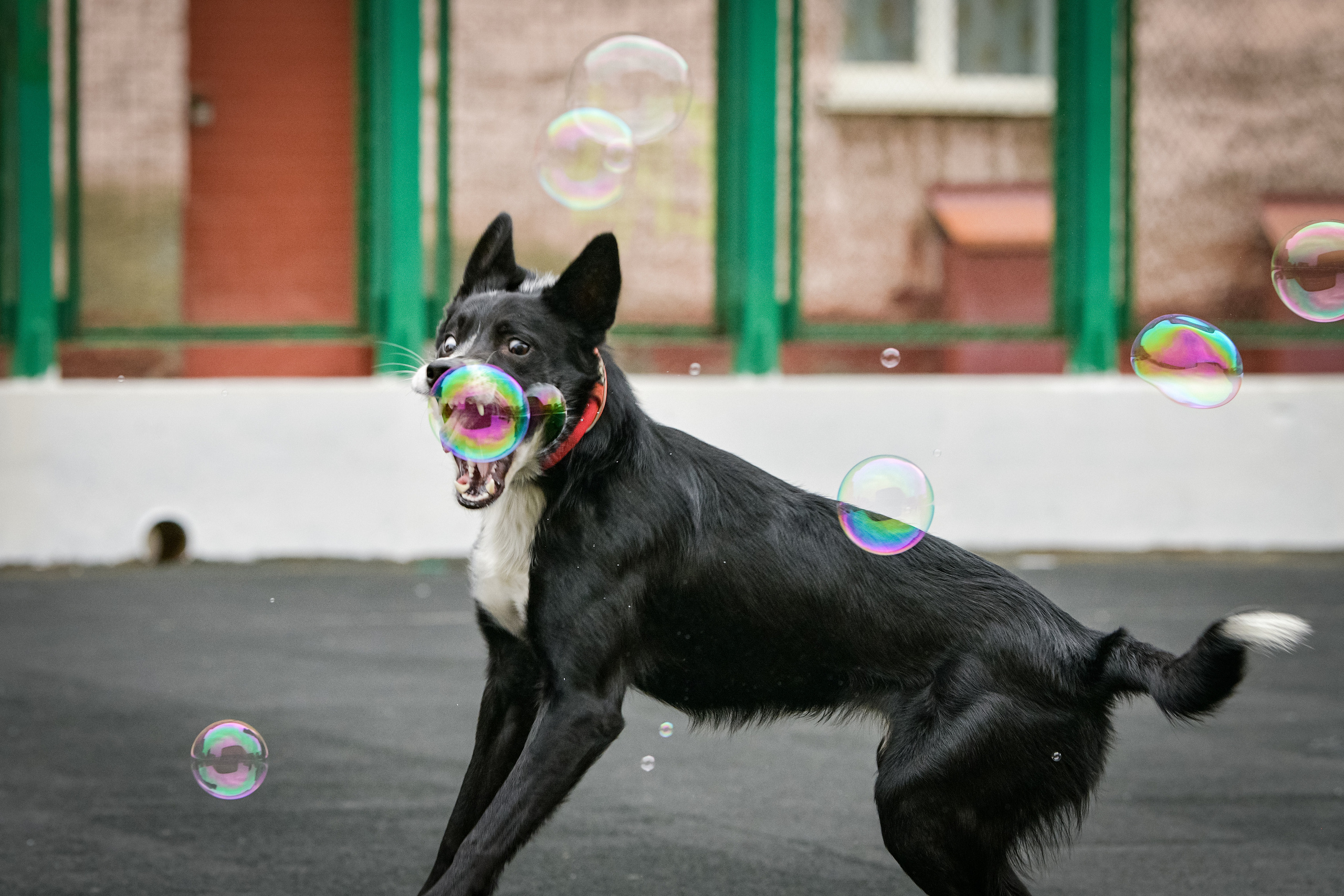 Бордер-колли Семён. Свой взгляд через объектив