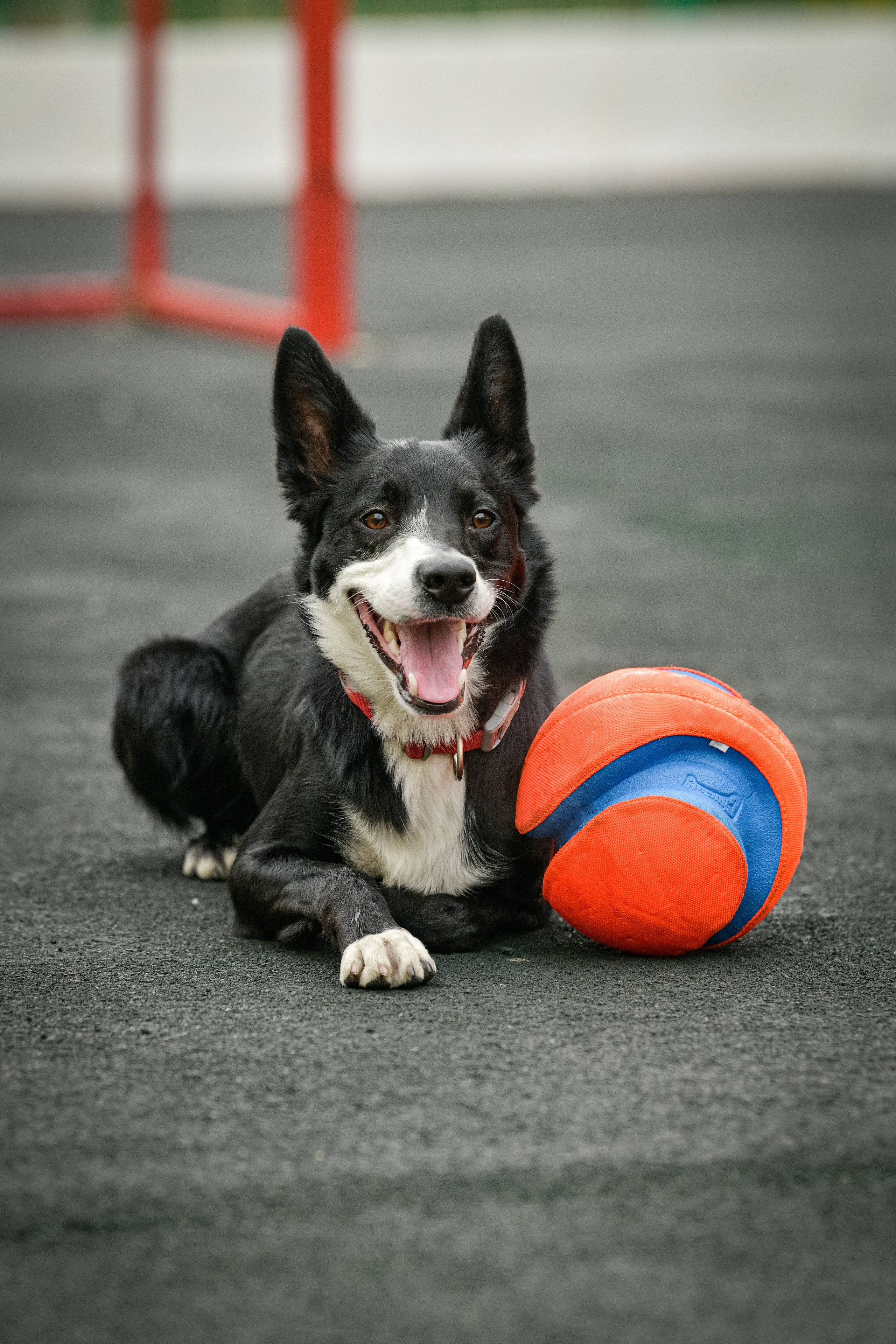Бордер-колли Семён. Свой взгляд через объектив