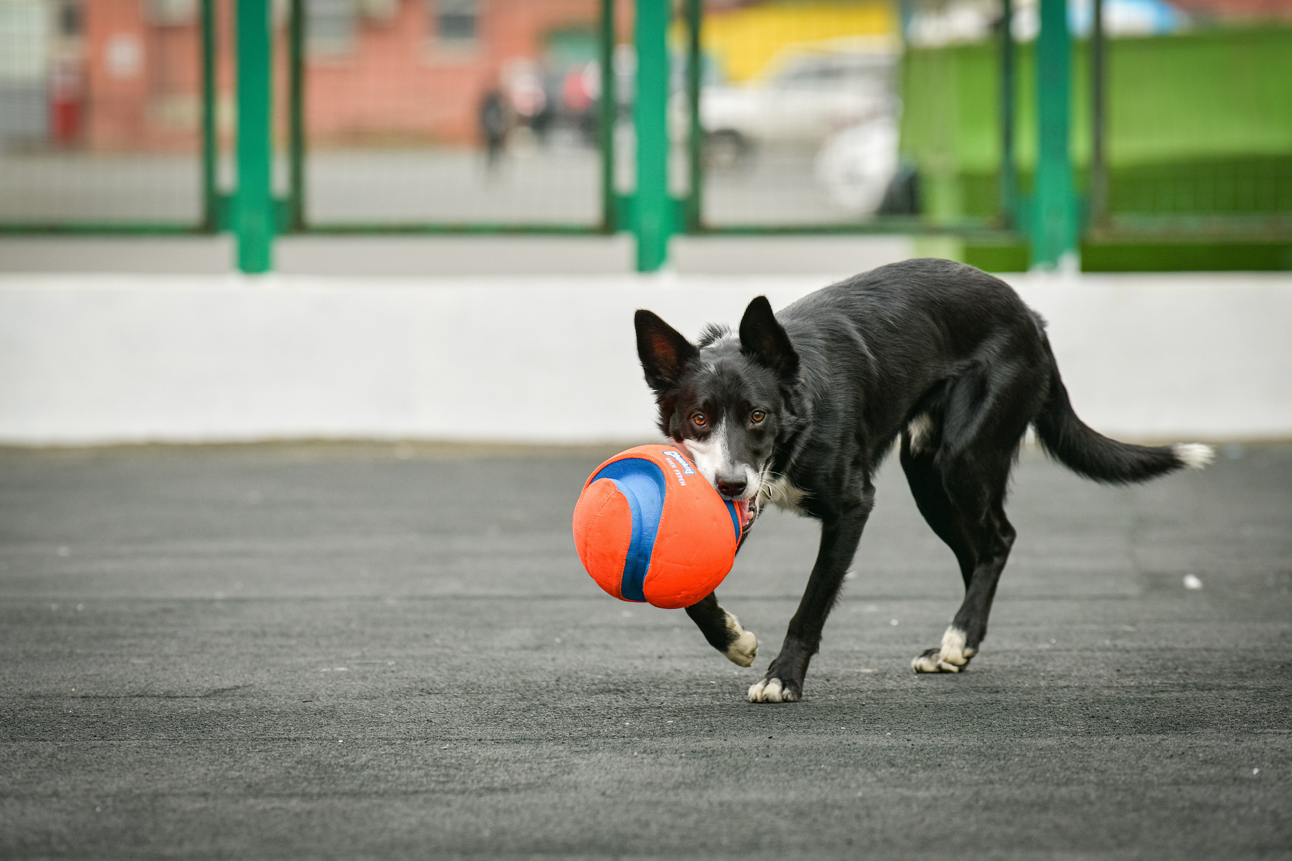 Бордер-колли Семён. Свой взгляд через объектив