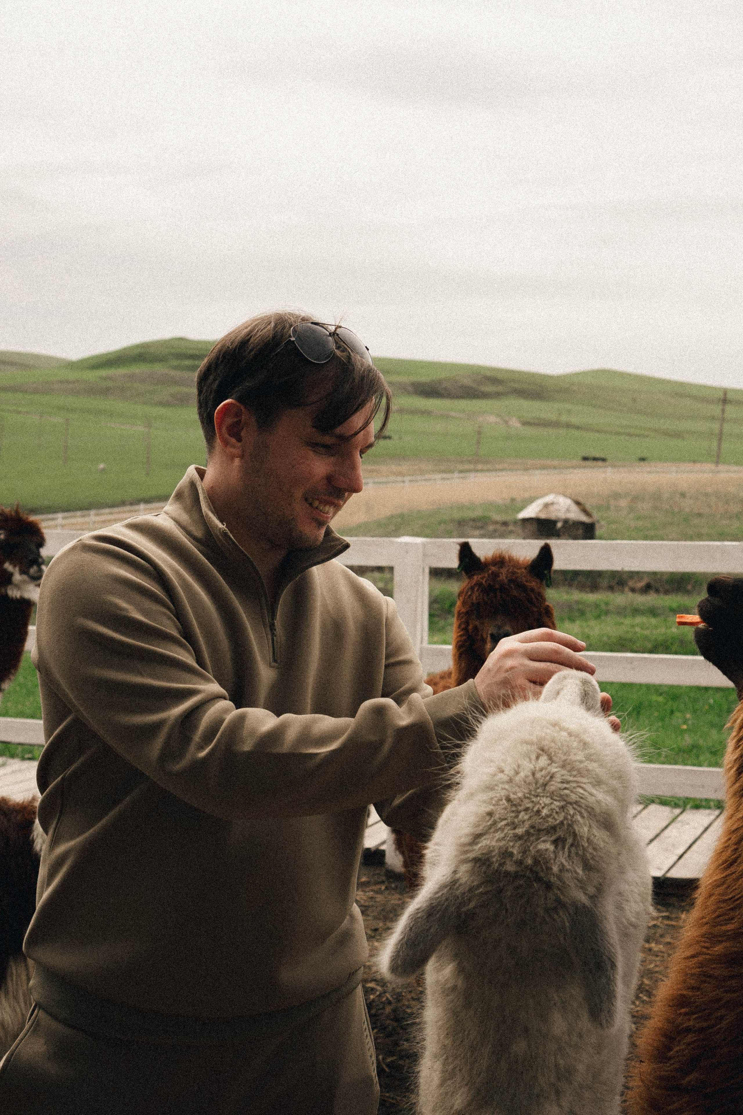 Ферма Альпак. Профессиональный фотограф, Санкт-Петербург — Виктория Богомолова