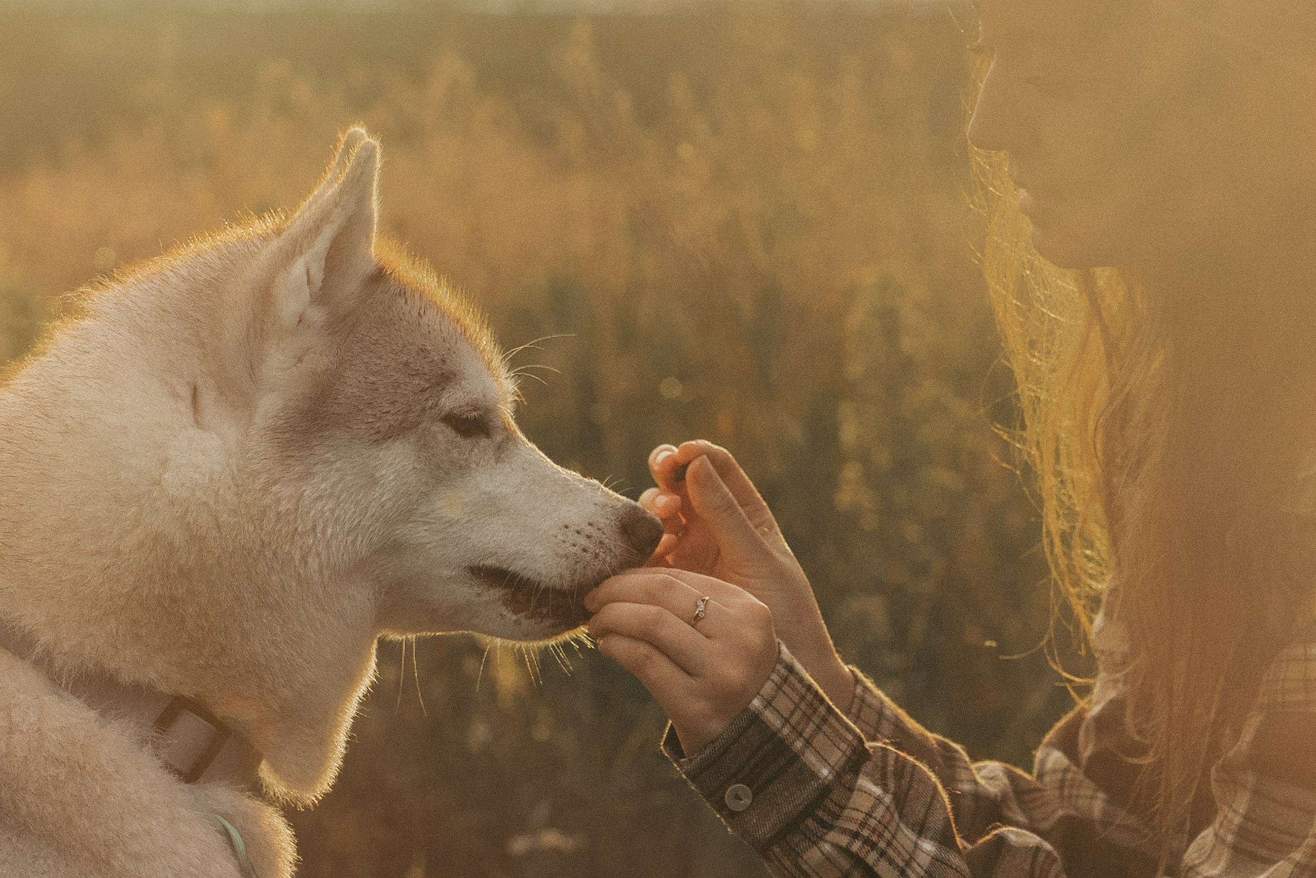 Мария и Джесси. Фотограф анималист в Москве и Санкт-Петербурге Свиридова Анна