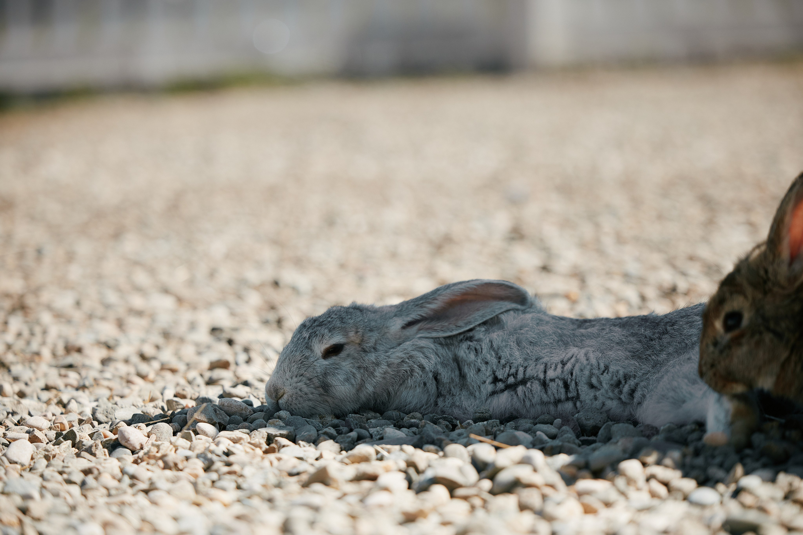 PRIVATE Weekend на Ферме Альпак 19.04. Свадебный репортажный фотограф краснодар максим дремов дрёмов фотосессия студия цена