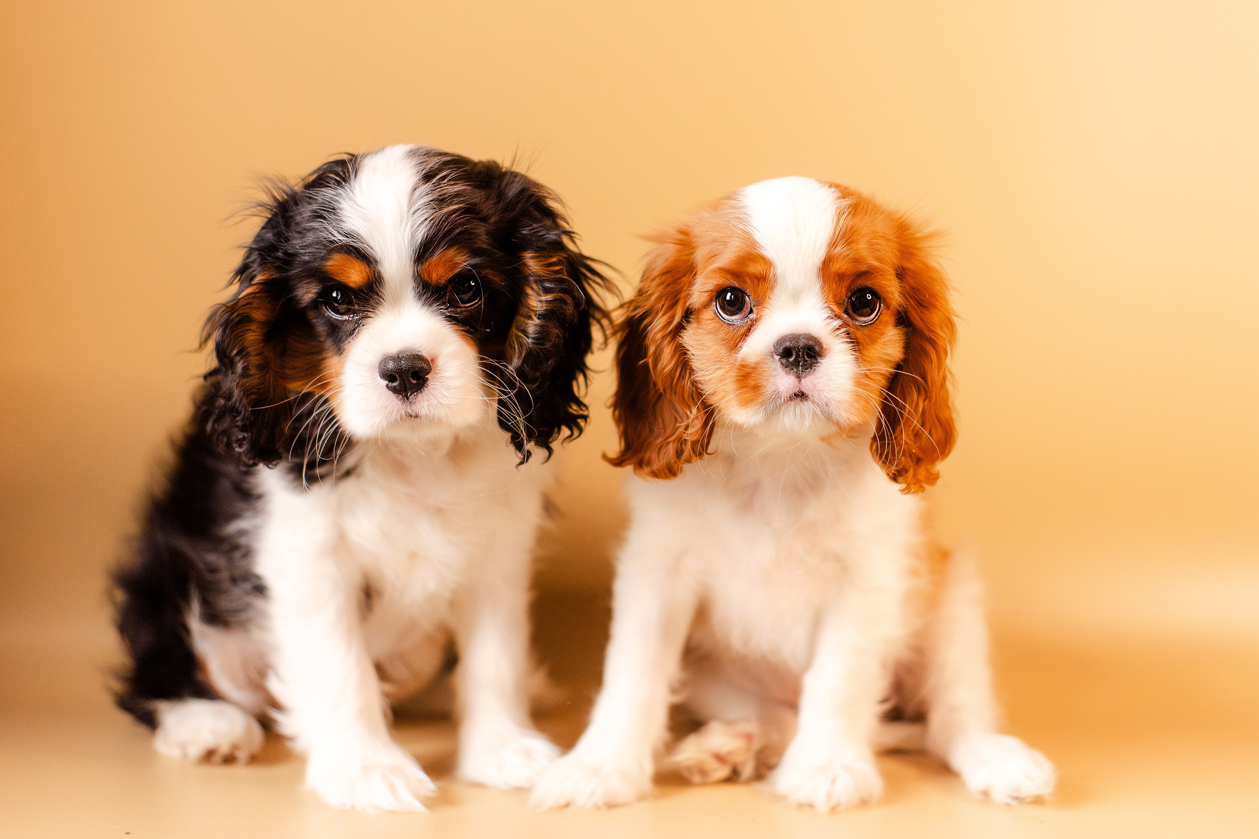 Жанна и кавалеры. Фотограф-анималист Мария Баркевич | Москва