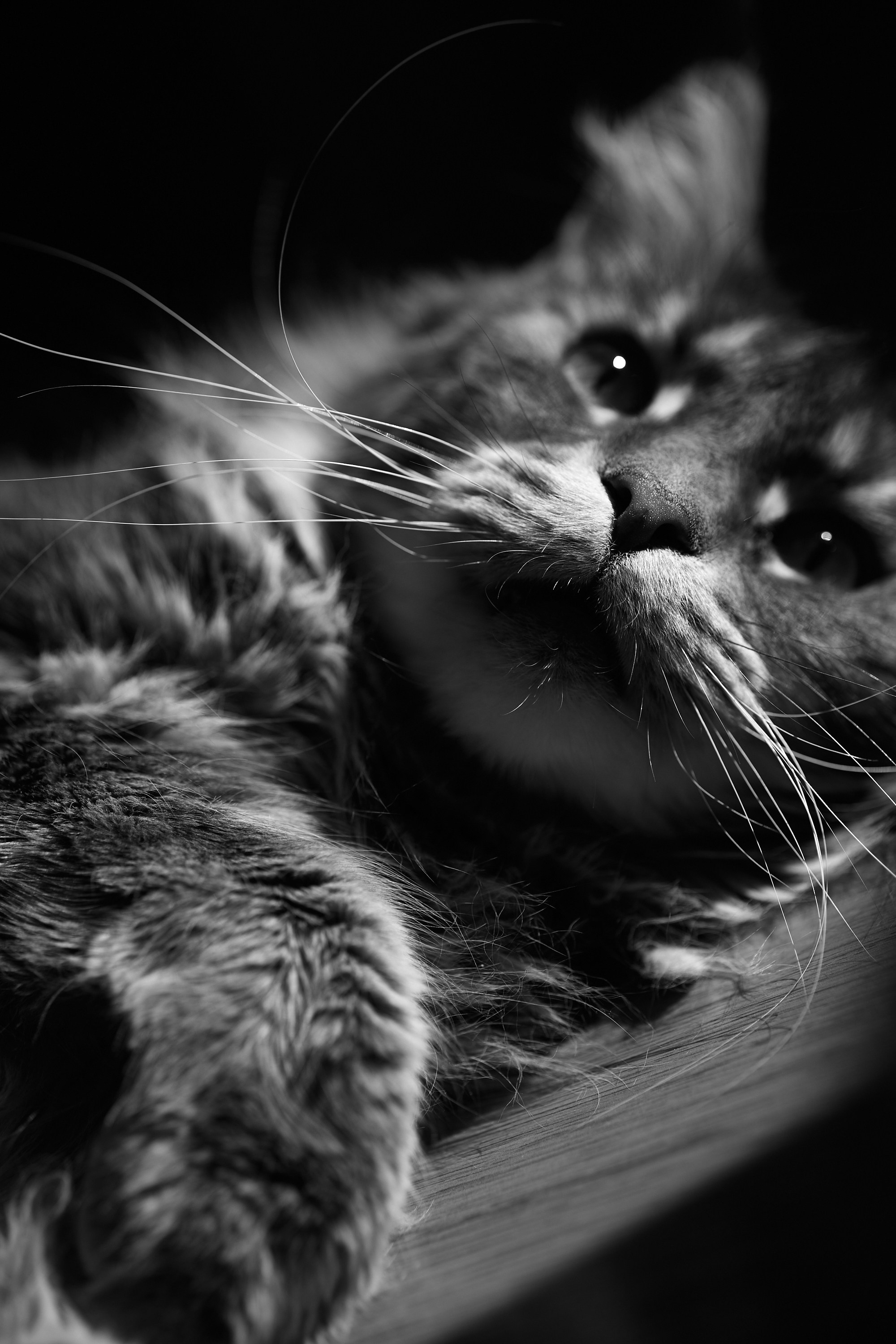 Мой кот. Даниил Савиных | Фотограф Тюмень