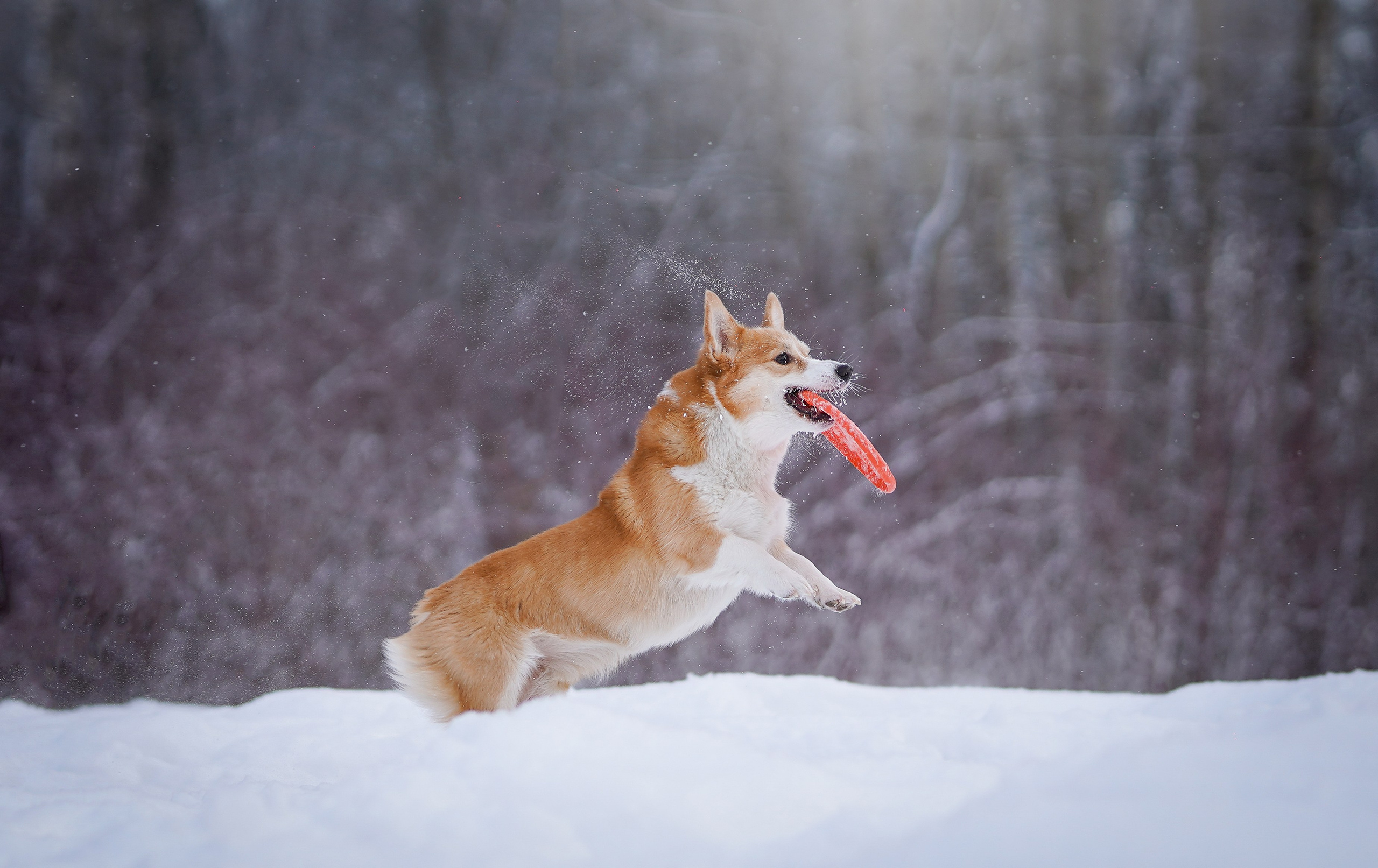 Кристина и Лаки. Фотограф-анималист в Санкт-Петербурге Яна Мартынова