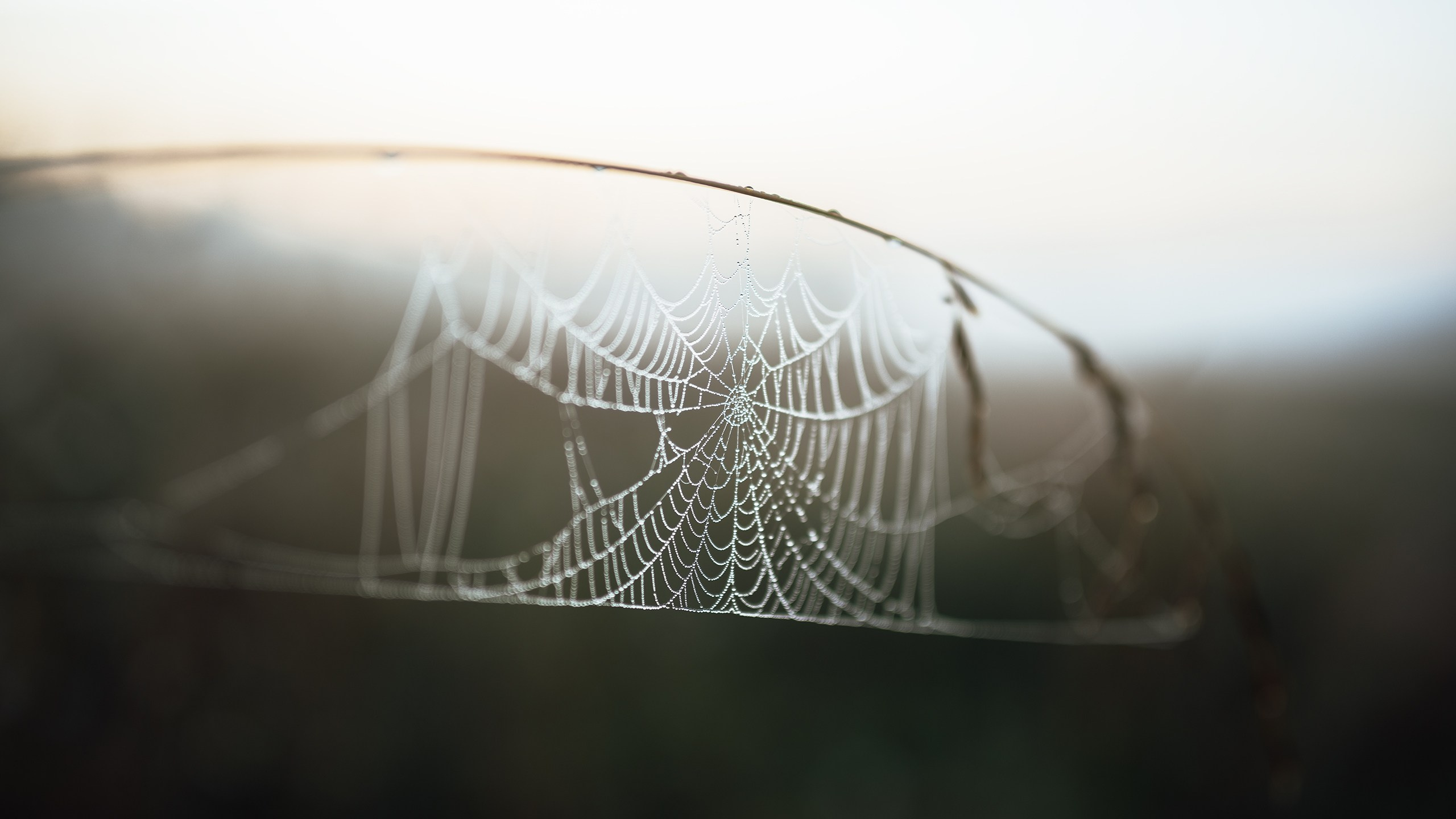 Туманное утро. Komonev