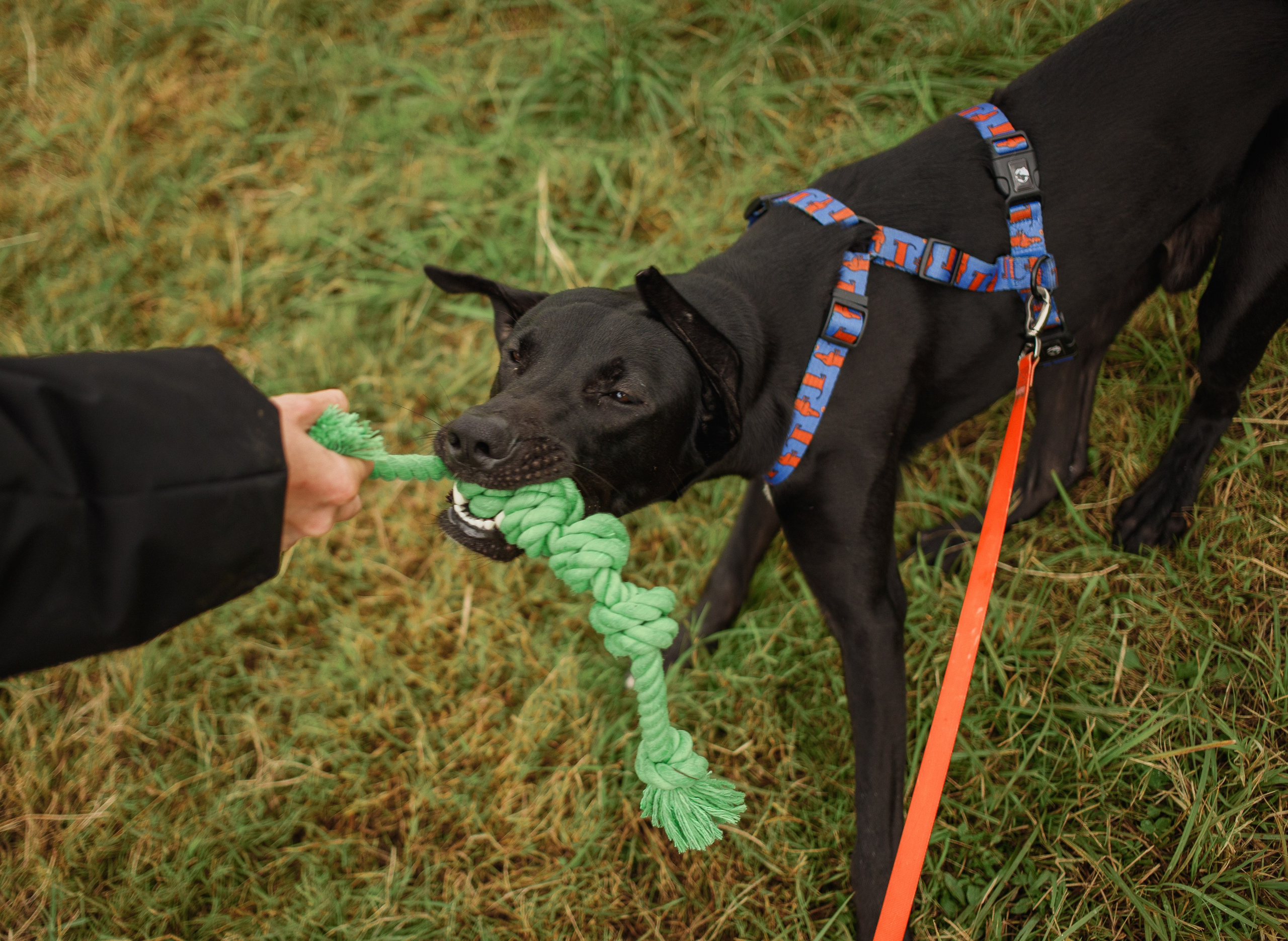 Отис ищет дом. Портретный фотограф в Санкт-Петербурге Катя Протасевич