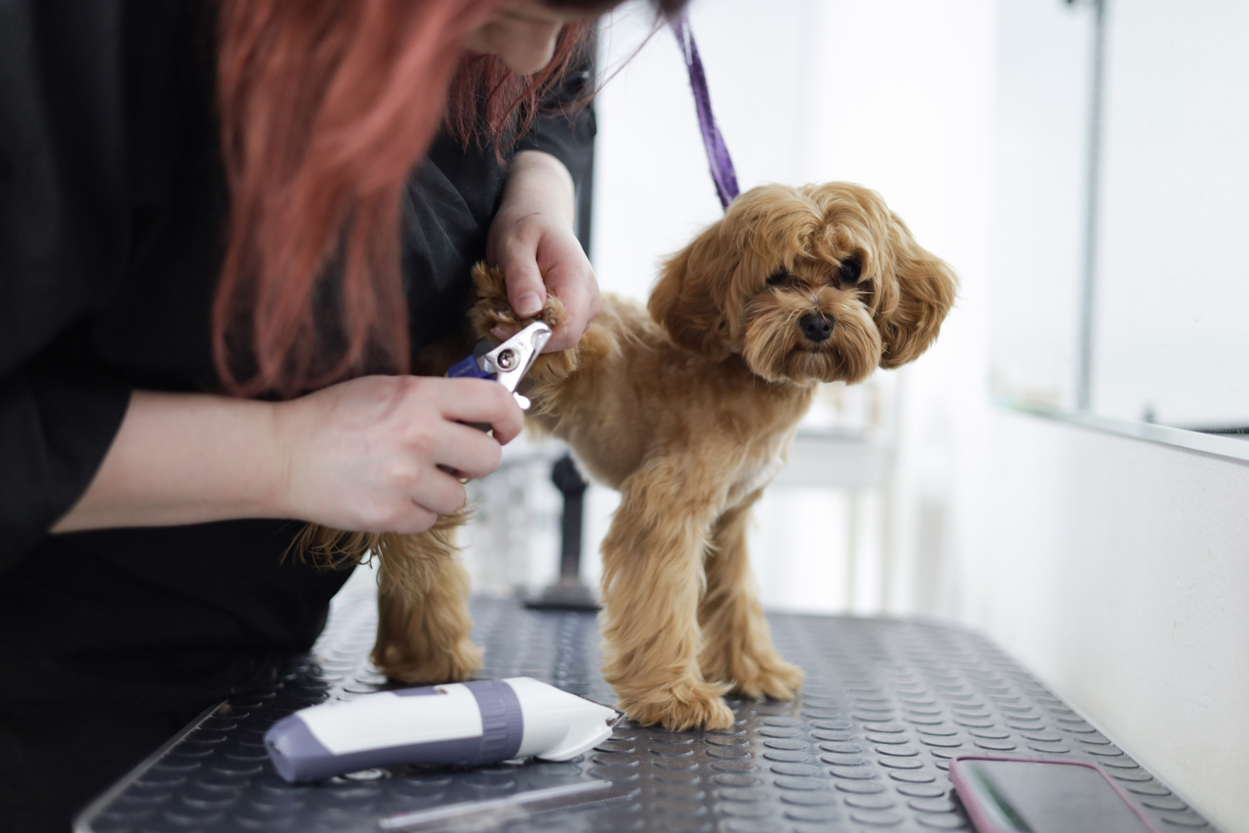 Груминг салон / Моська. Фотограф Мурманск | Нижний Новгород • Анна Хижняк