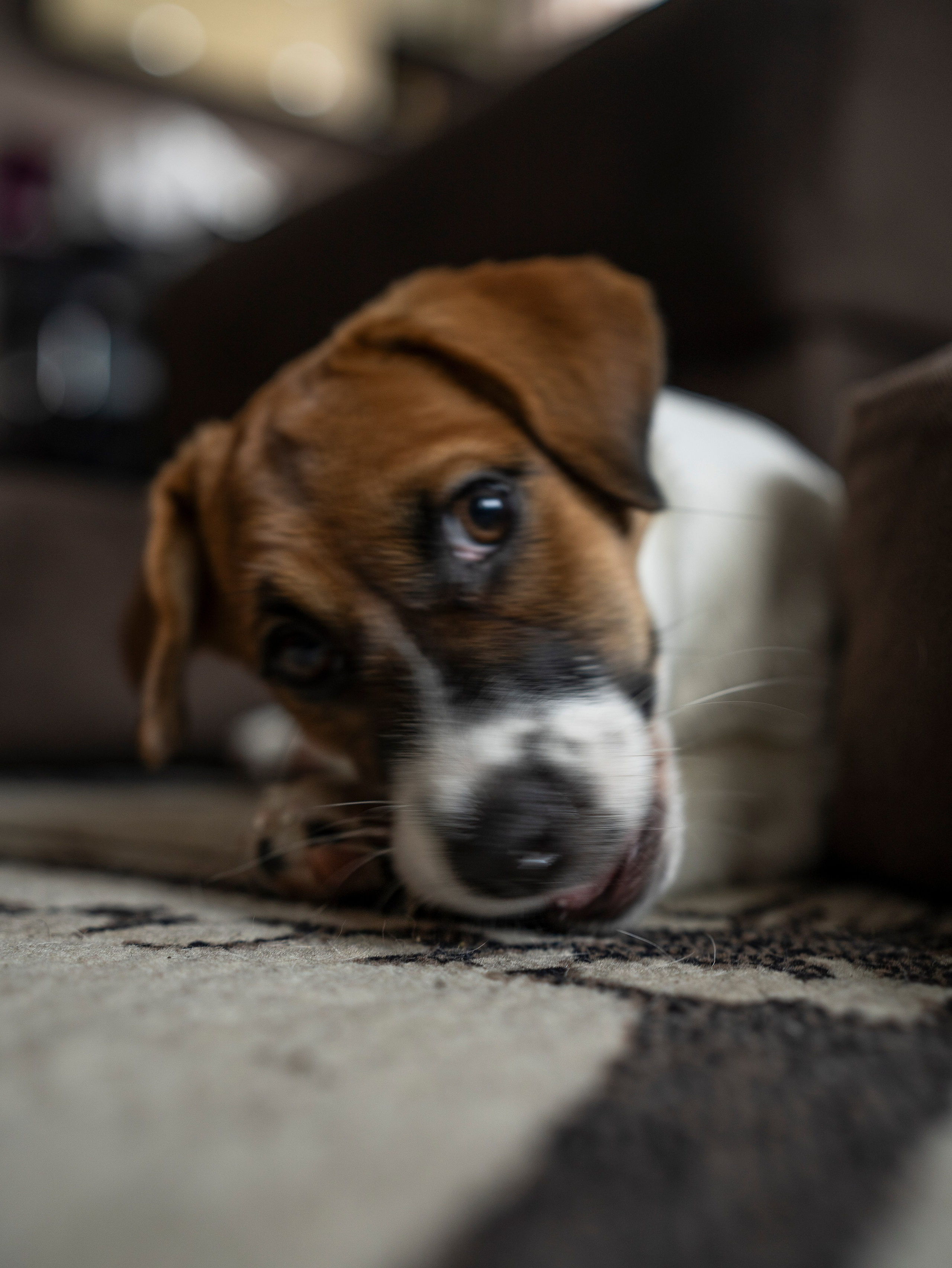 Ляля и Бандит Питомцы. Свадебный и Женский фотограф в г. Кемерово
