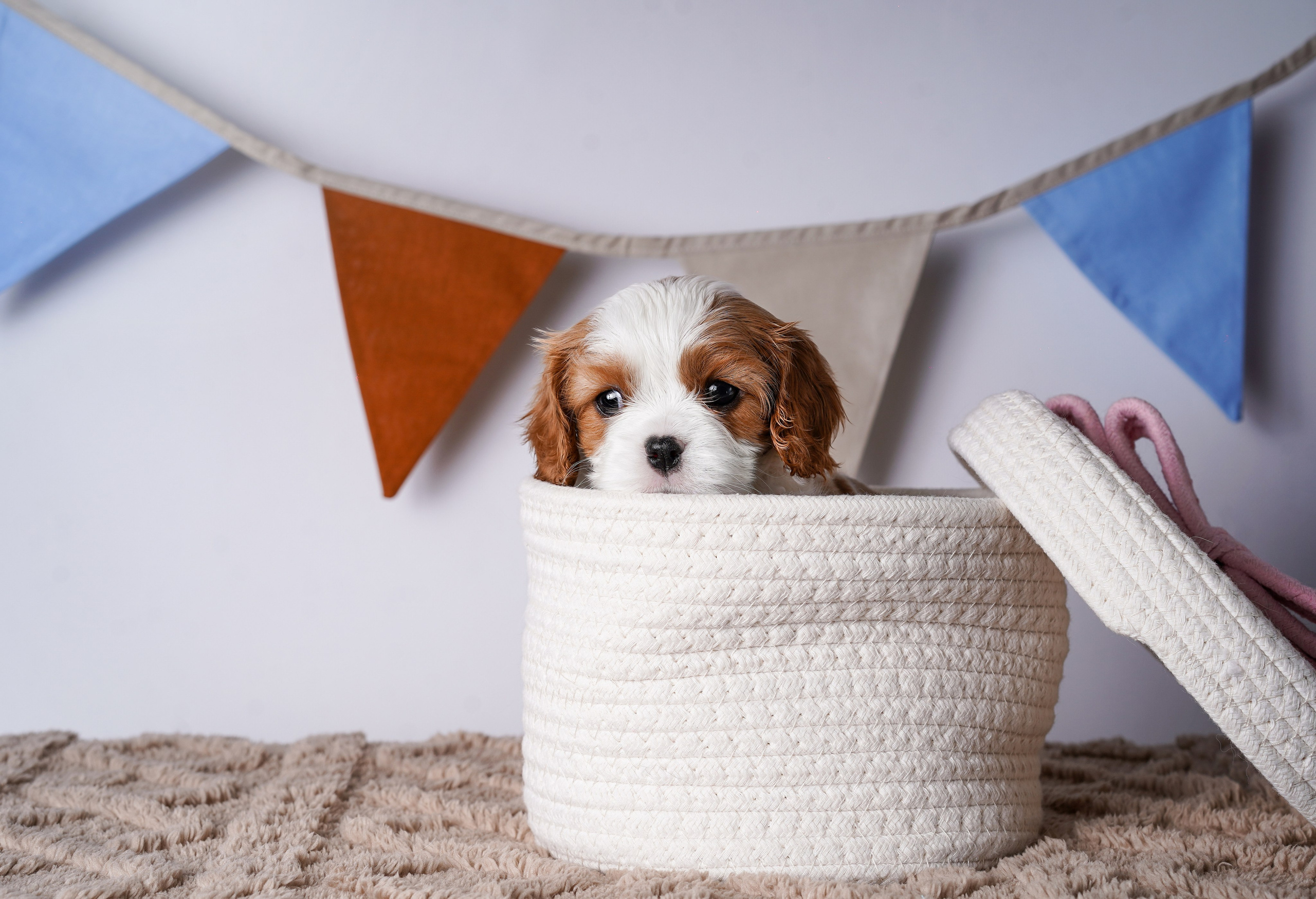 Щенки кавалер кинг чарльз спаниеля. Фотограф-анималист в Санкт-Петербурге Яна Мартынова