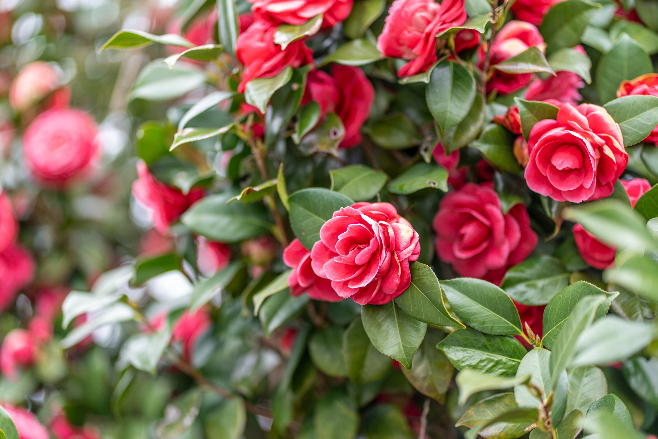 Япония, сакура. Творческие сьемки