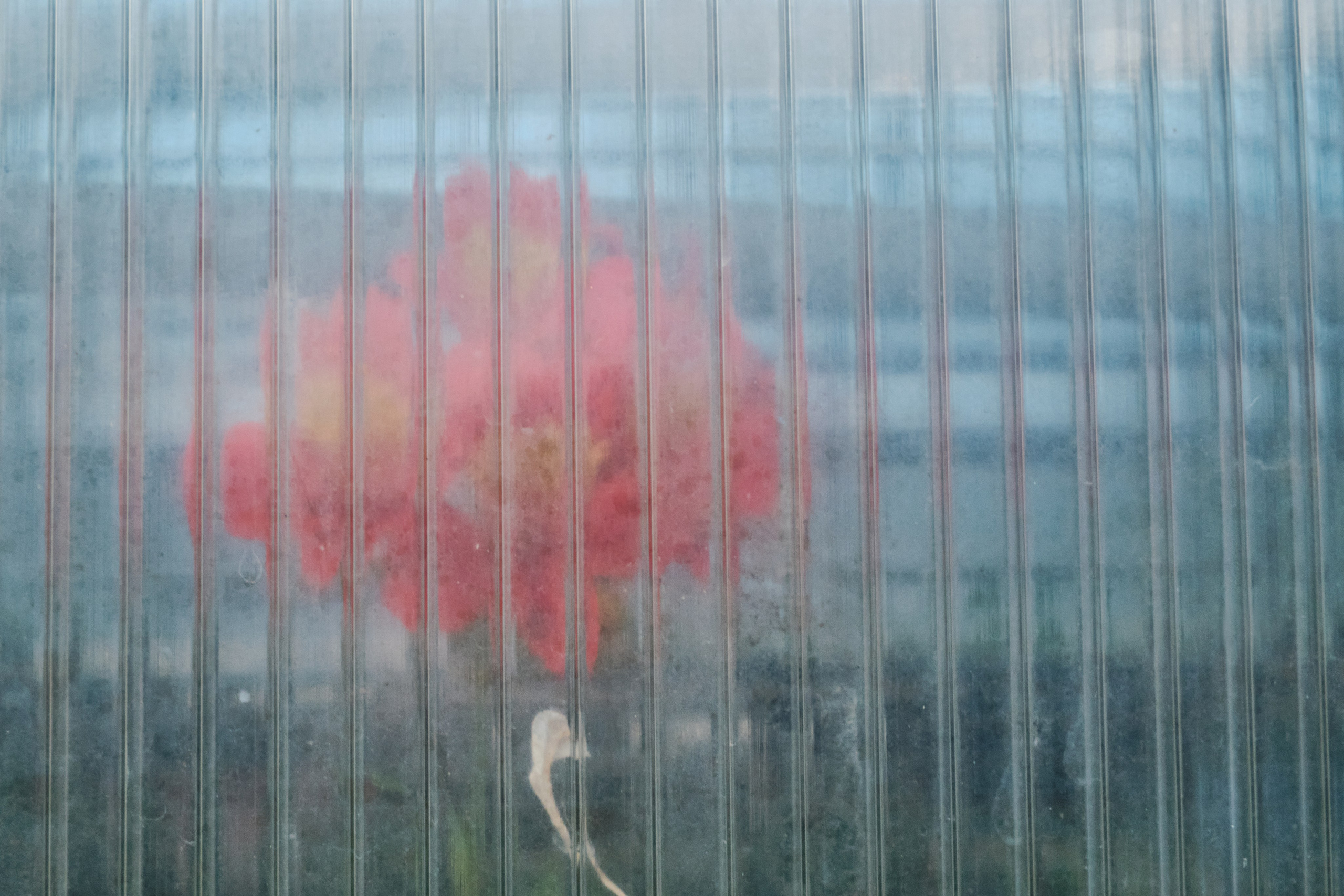 Академ-городок и ботанический сад. Goncharov Tim