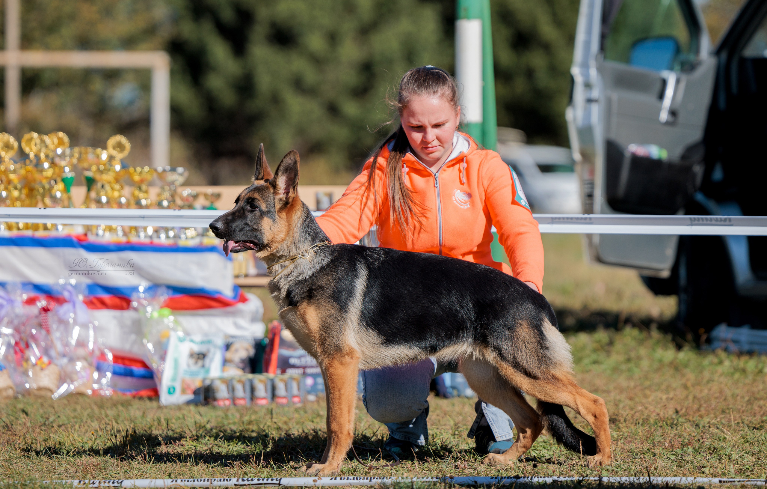 Тверь немецкие овчарки 22.09.2024. Фотограф-анималист Юлия Германика