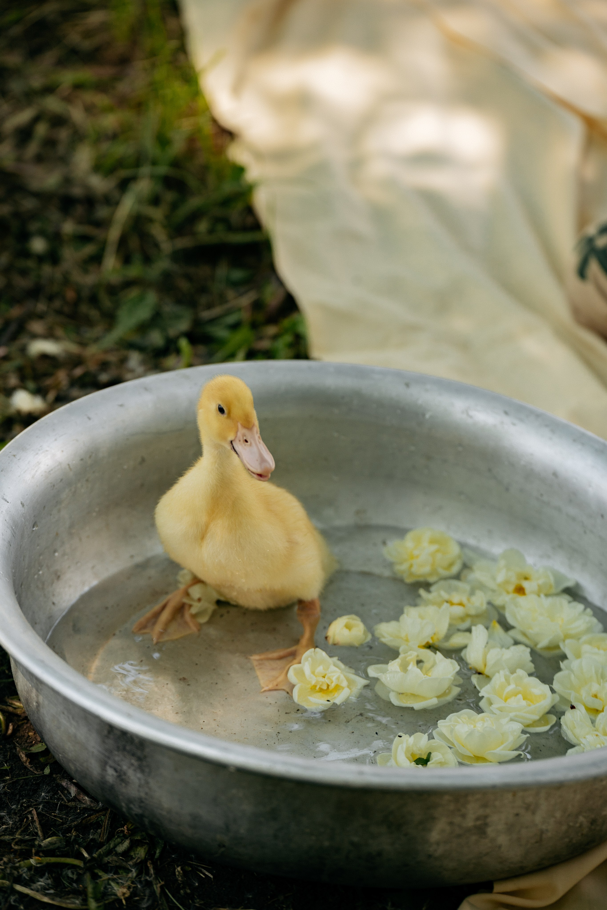  Утенок в тазике, фотограф Геленджик
