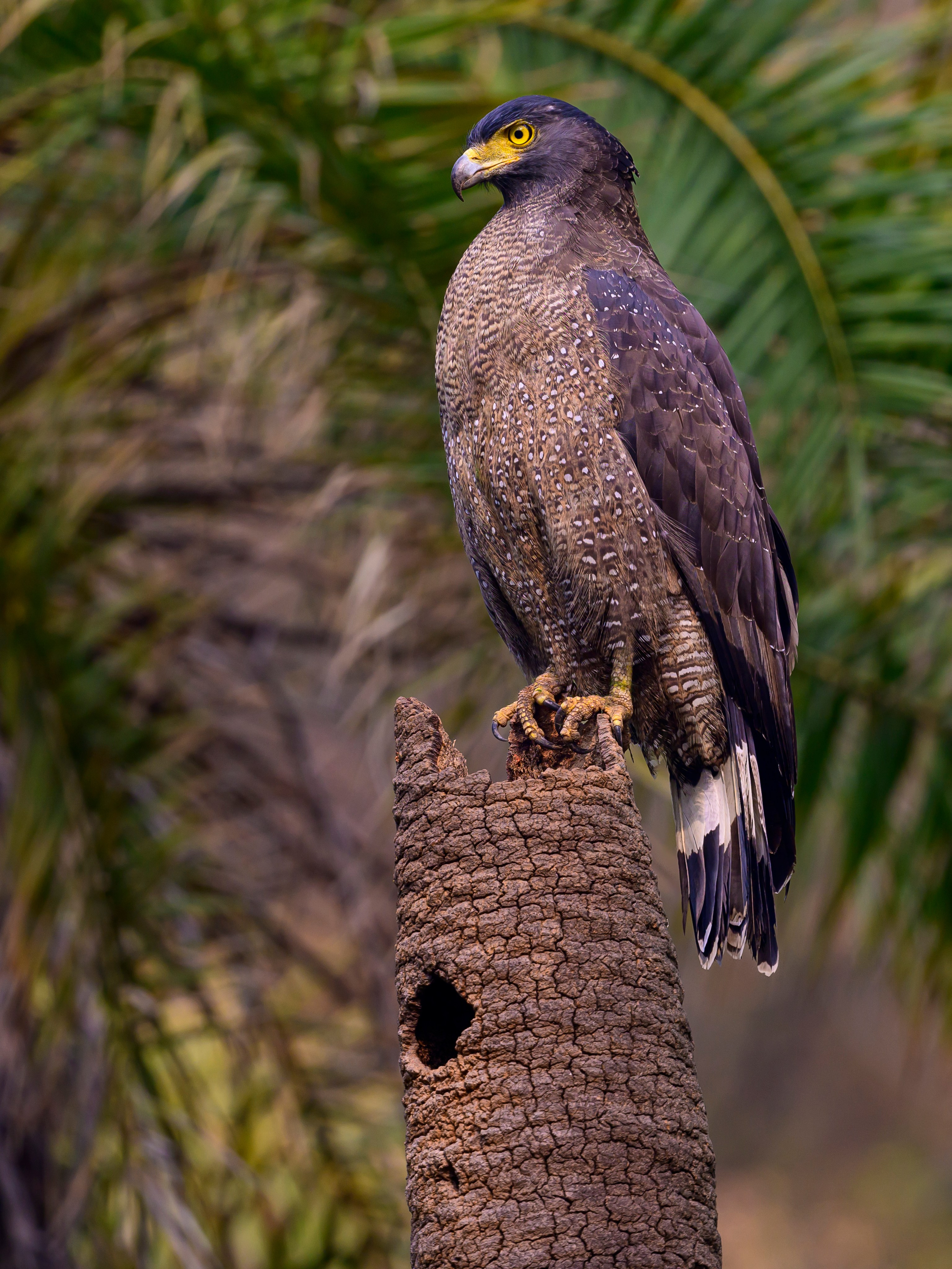 Раджастан, Индия. Wildlife photography by Sergey Puponin