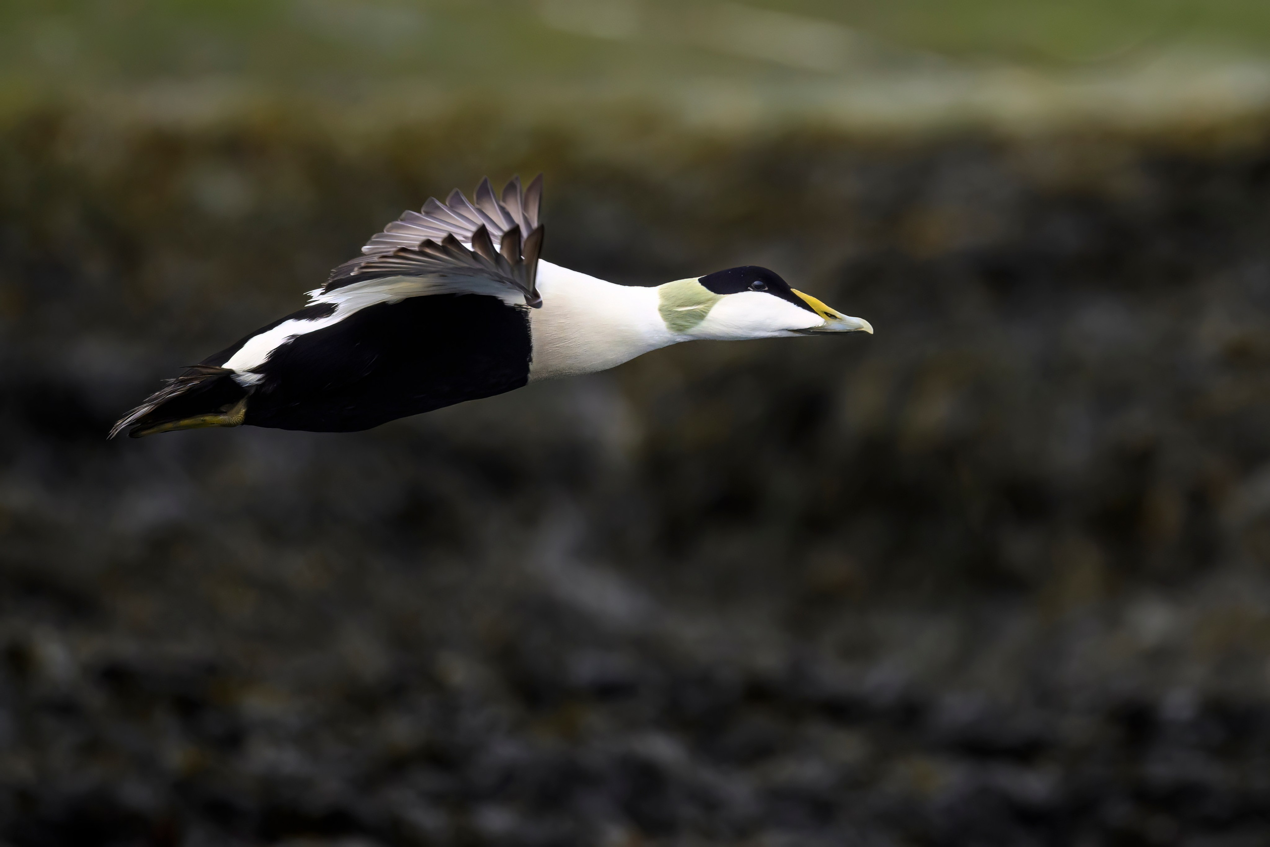 Мурманская область. Июнь 2024. Фотограф Сергей Пупонин