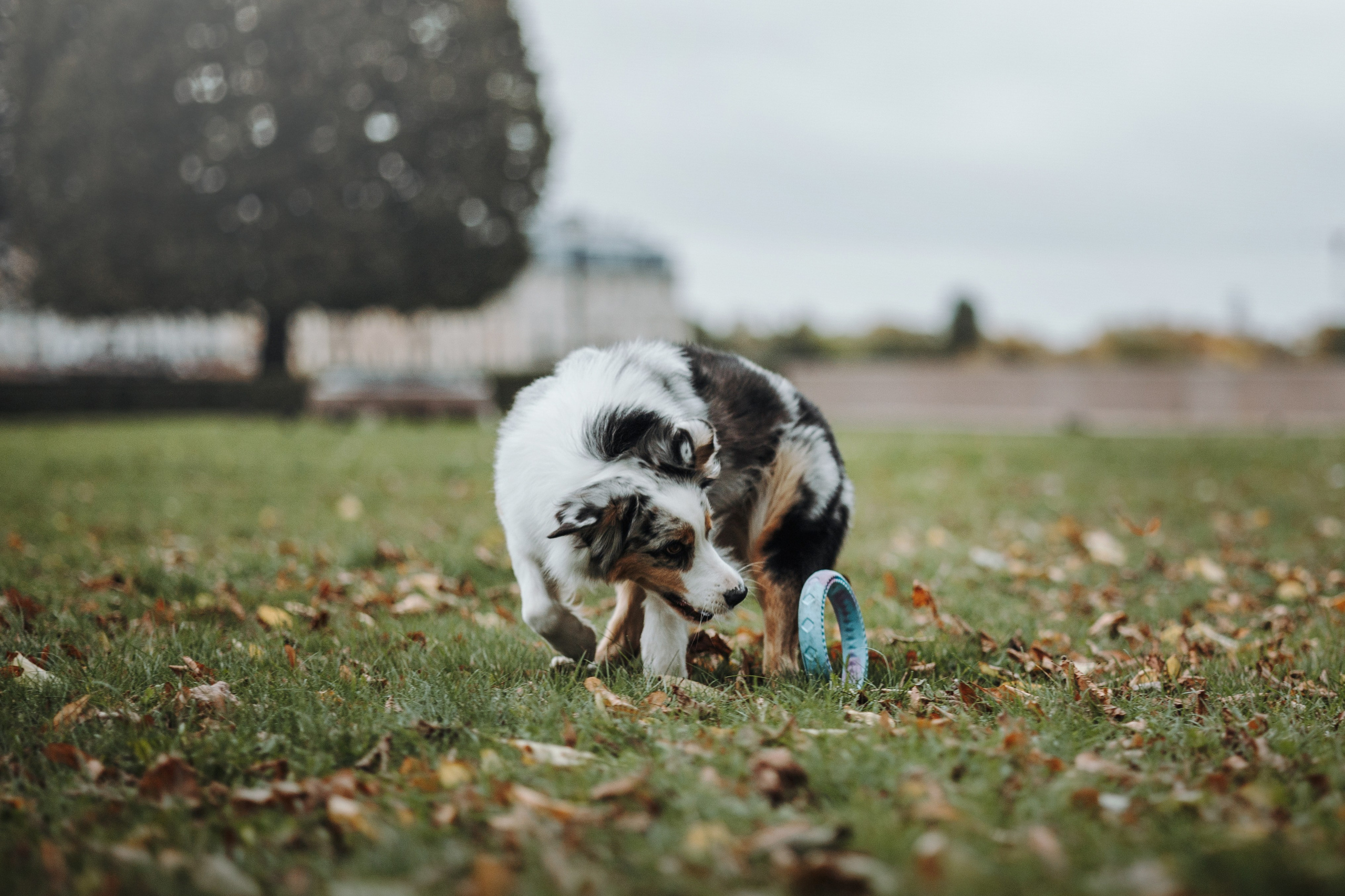 Ирина и Кайса. Фотограф — Анималист | Санкт-Петербург