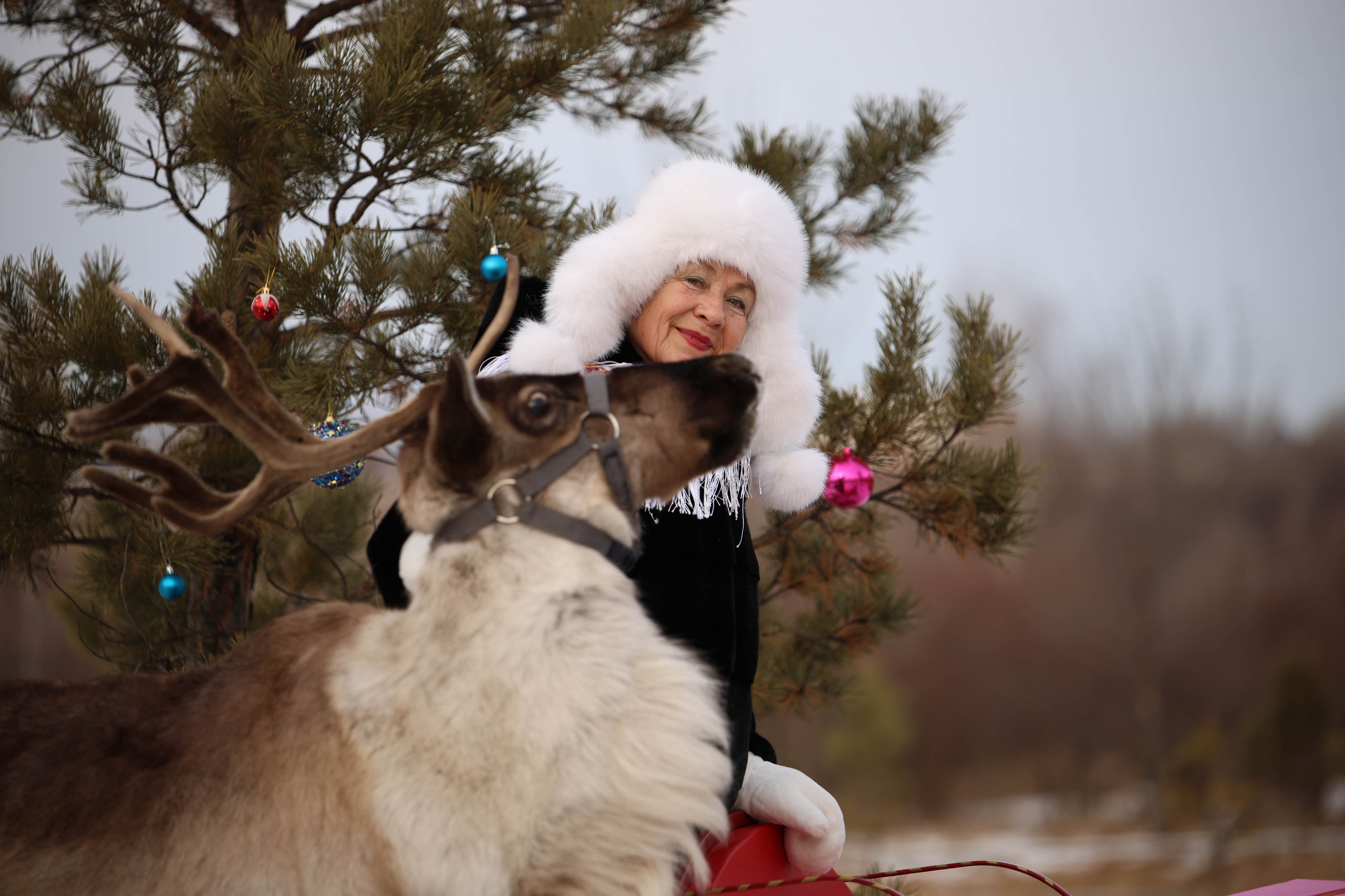 Олениха Нося 2024. Конный фотограф в Красноярске — Любовь Похабова