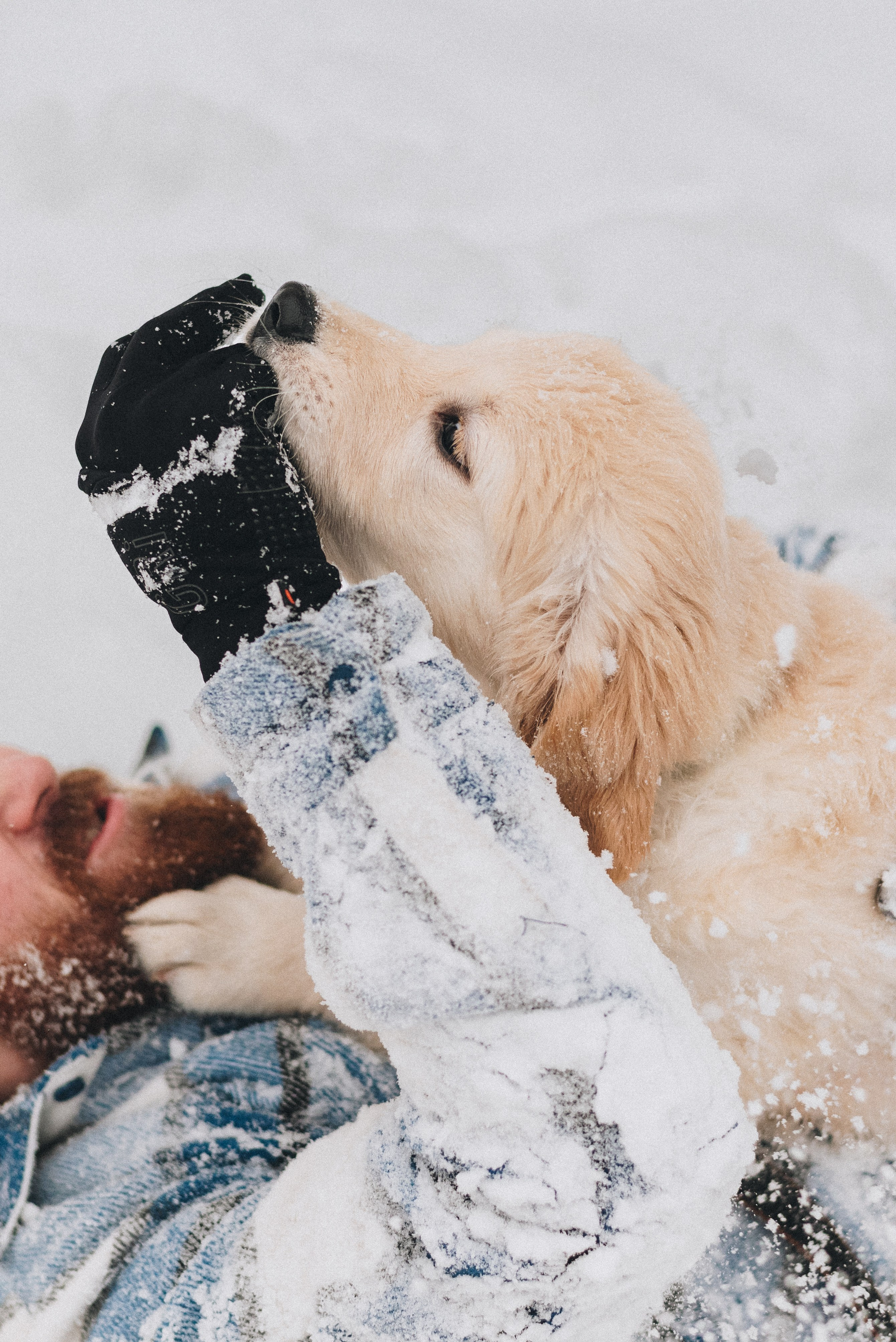 Sonia, Denis & Baggi. Natalia Finch Photography — Family, Kids & Pet Photographer in Chicago, IL