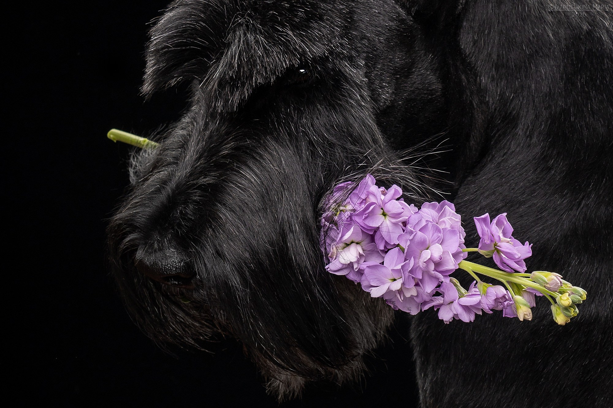 Фотосессия собаки в студии. Фотограф собак в Москве и Московской области Иванушкина Мария
