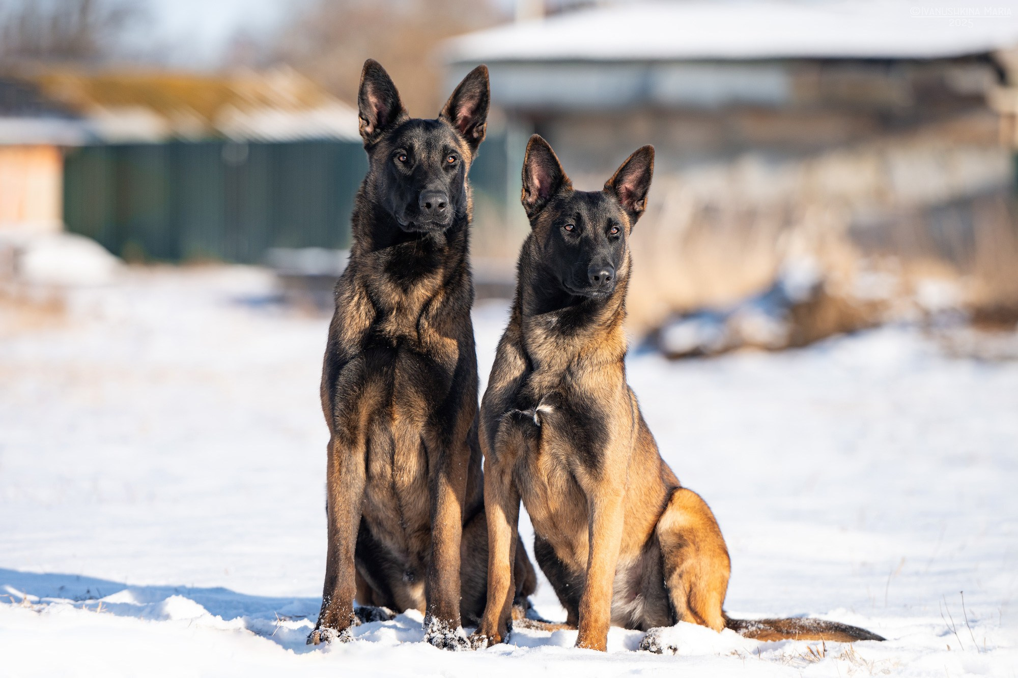 бельгийские овчарки малинуа