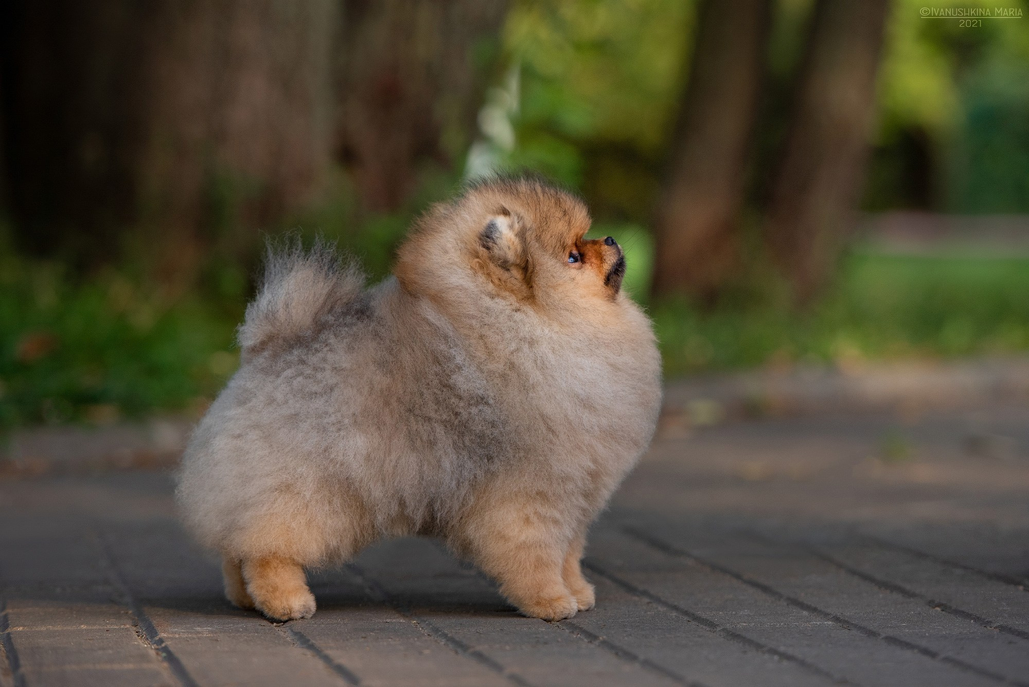 Фотосессия щенков на продажу. Фотограф собак в Москве и Московской области Иванушкина Мария