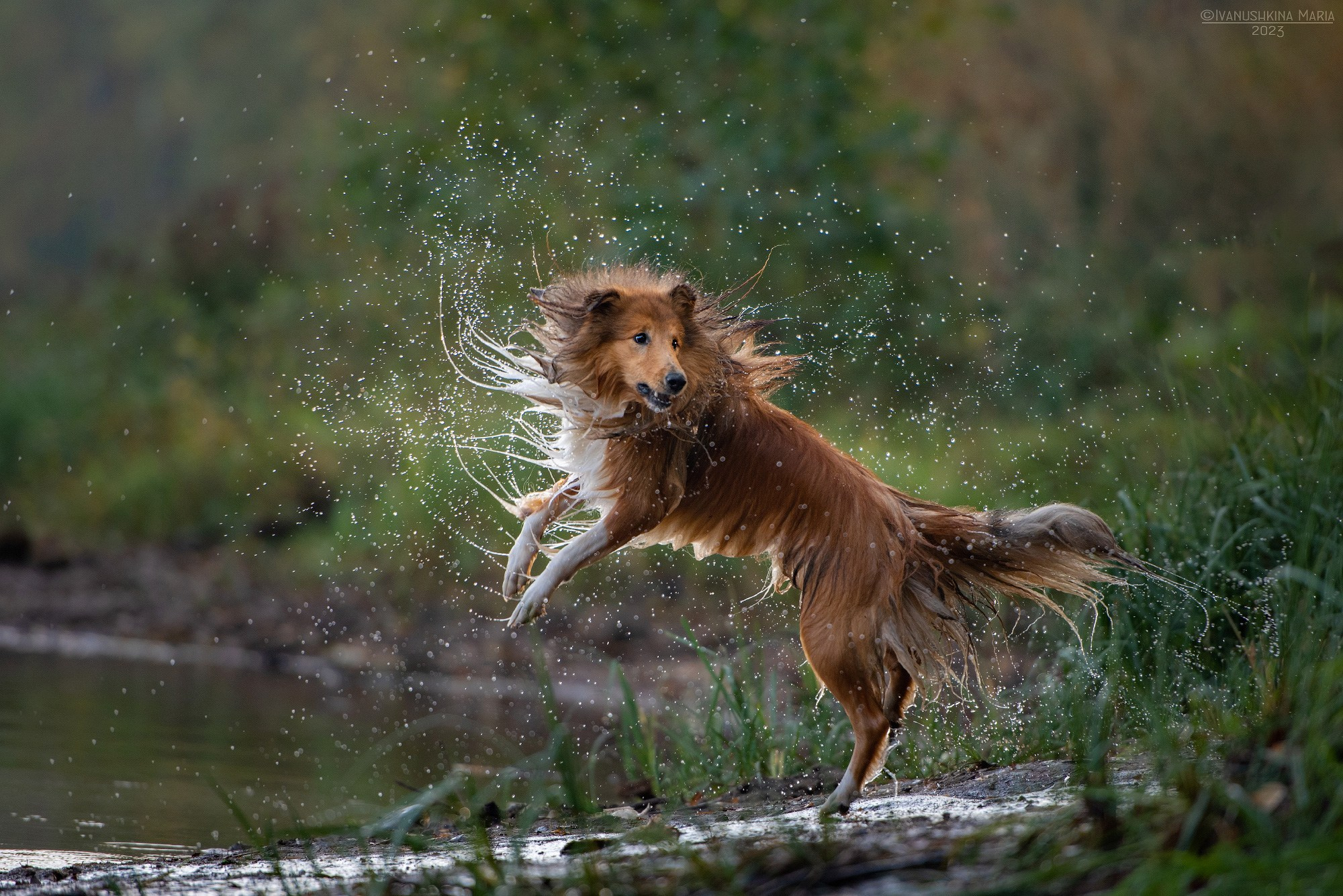 Фотограф-анималист. Фотограф собак в Москве и Московской области Иванушкина Мария