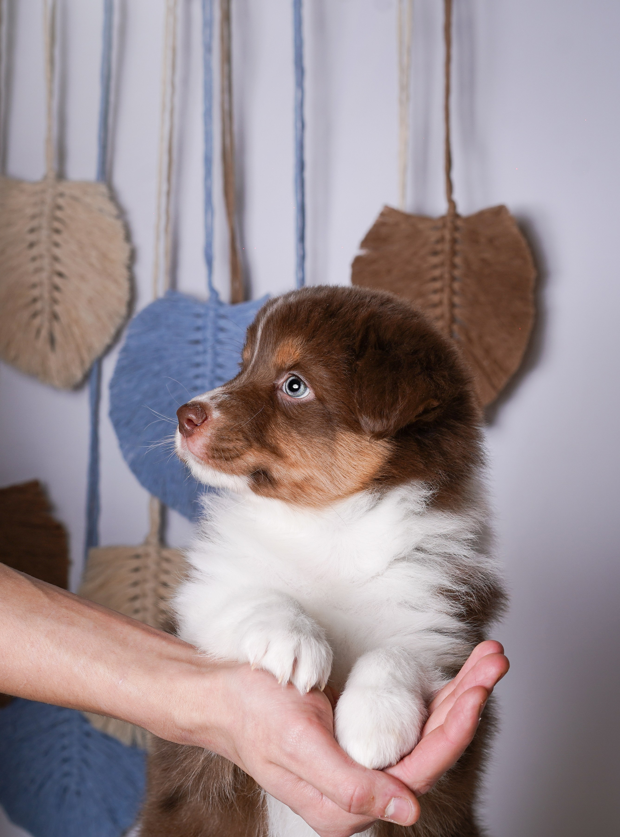 Щенки аусси. Фотограф-анималист в Санкт-Петербурге Яна Мартынова